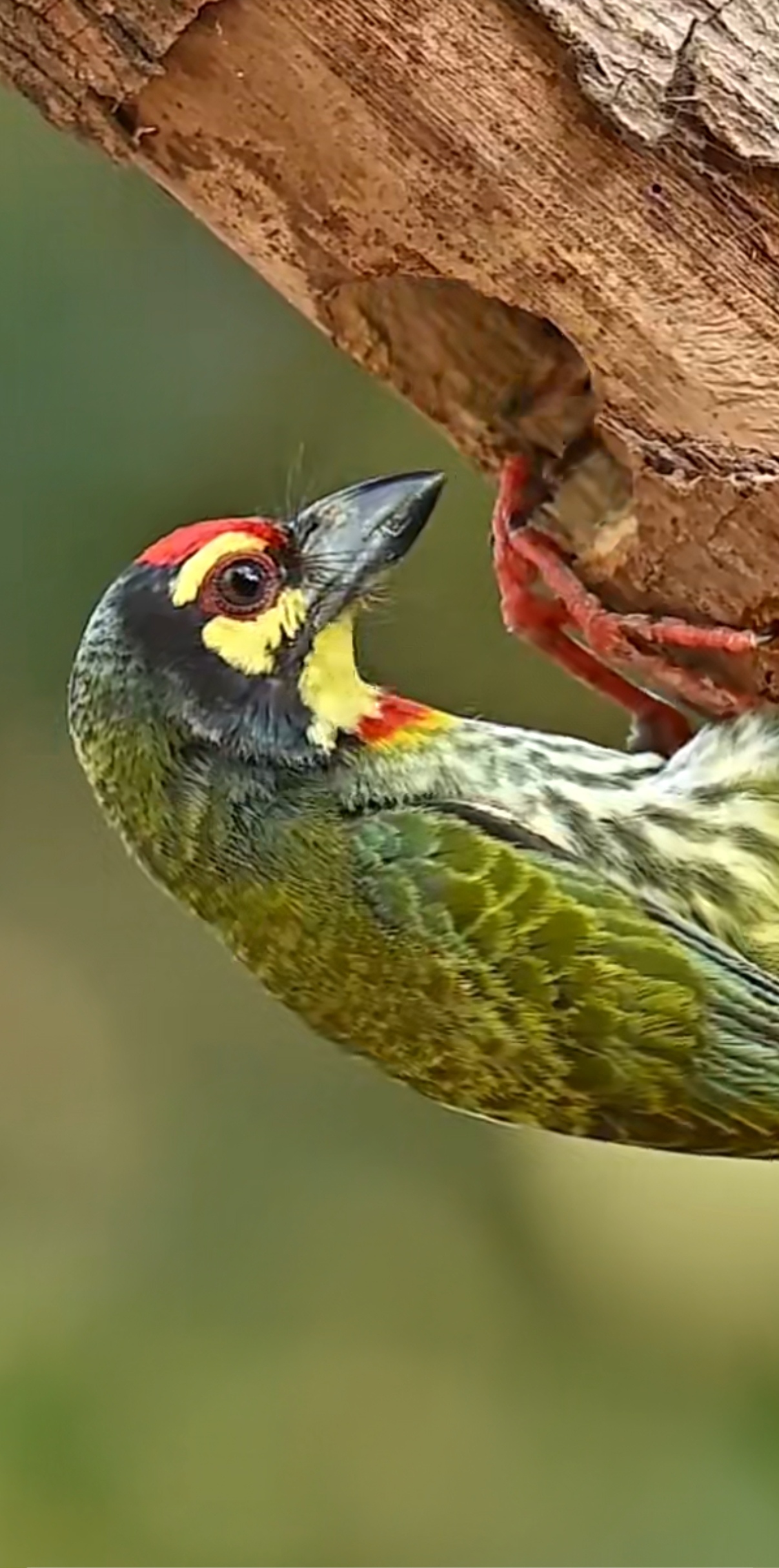 啄木鸟喂食幼鸟的特写,啄木鸟妈妈叼来食物站在洞口等侍幼鸟出洞认食