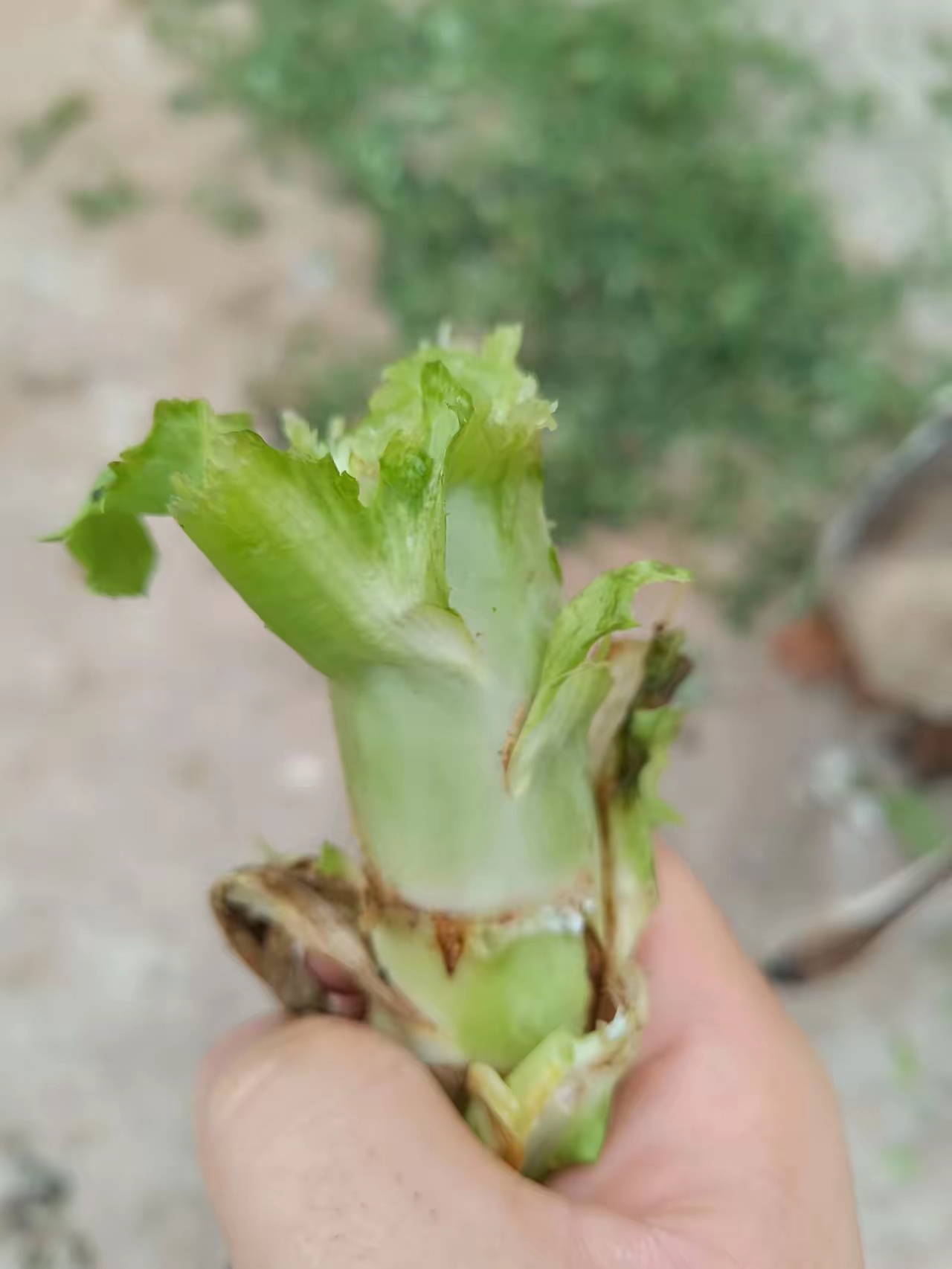 孵化的狮头鹅有一只出口的时候嘴巴有问题