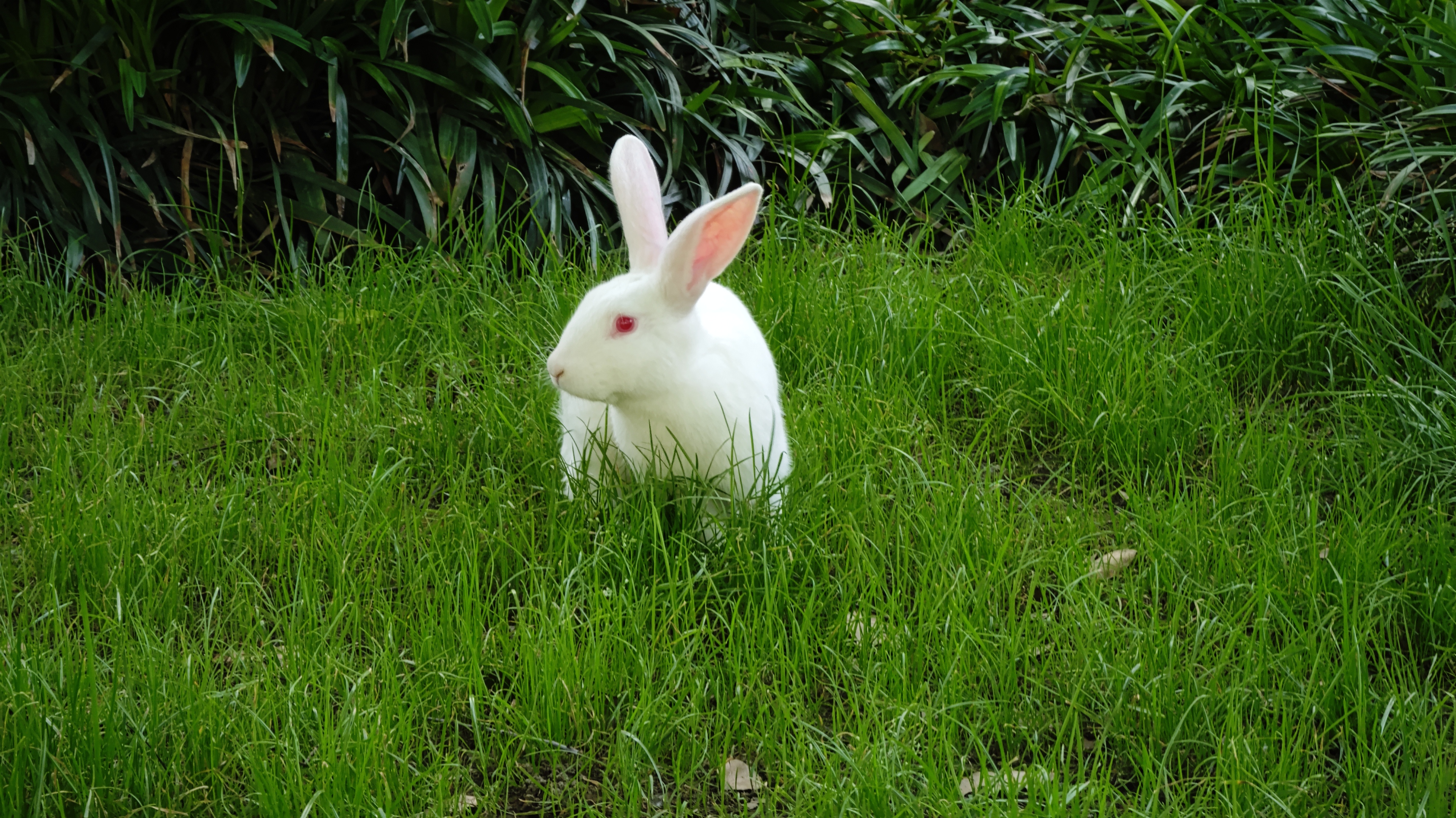 小白兔白又白,两只耳朵竖起来