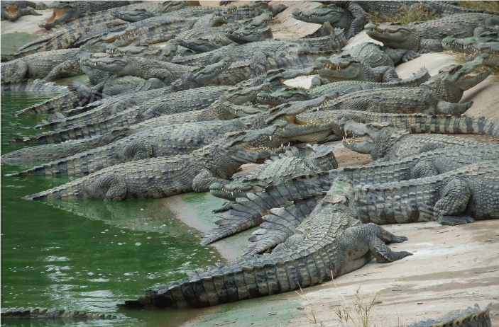 我们都知道,鳄鱼是一种非常凶猛的食肉动物,特别是它那可怕的"死亡