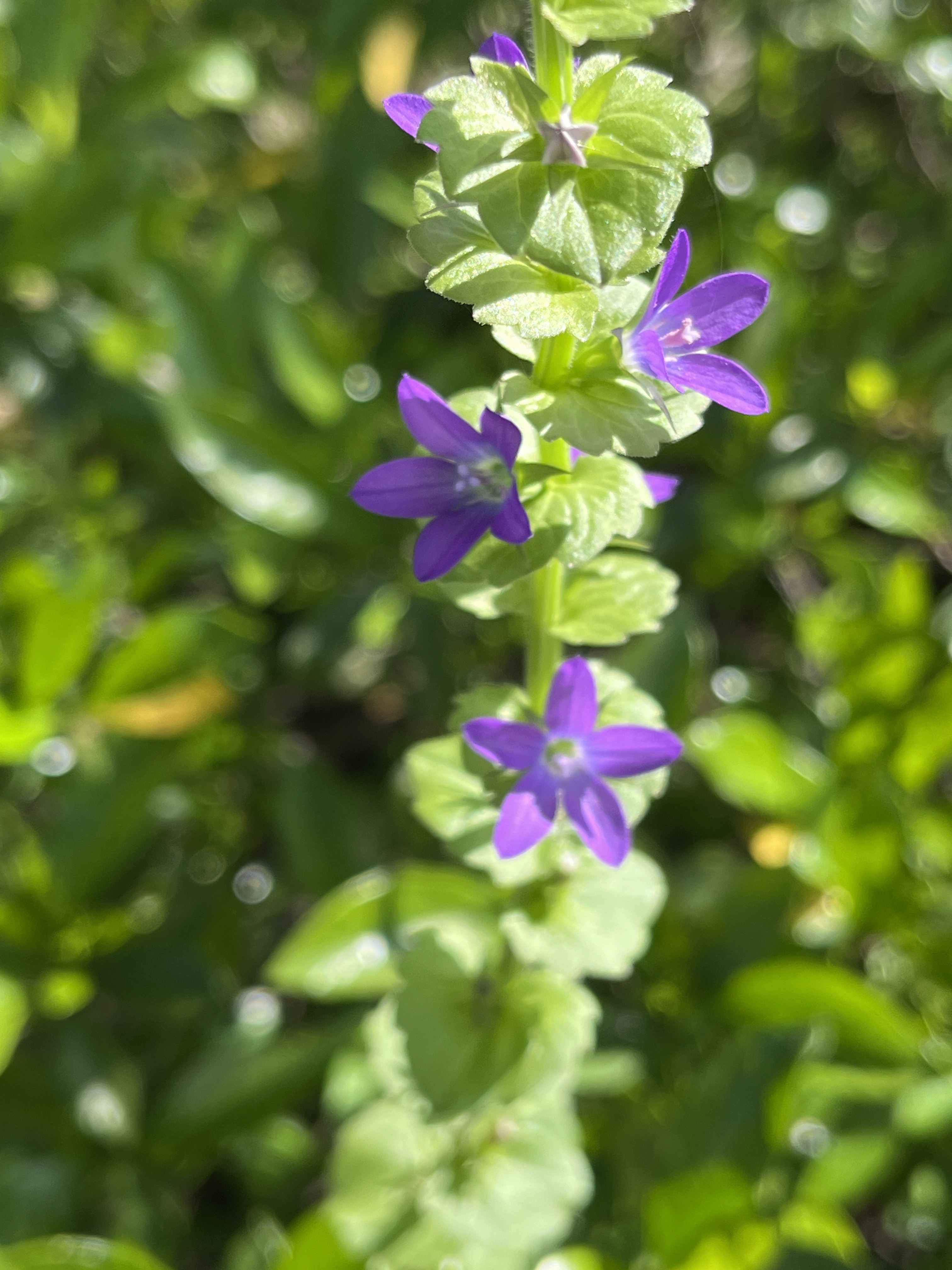 这么漂亮的小花,上网查一下竟然是外来物种.