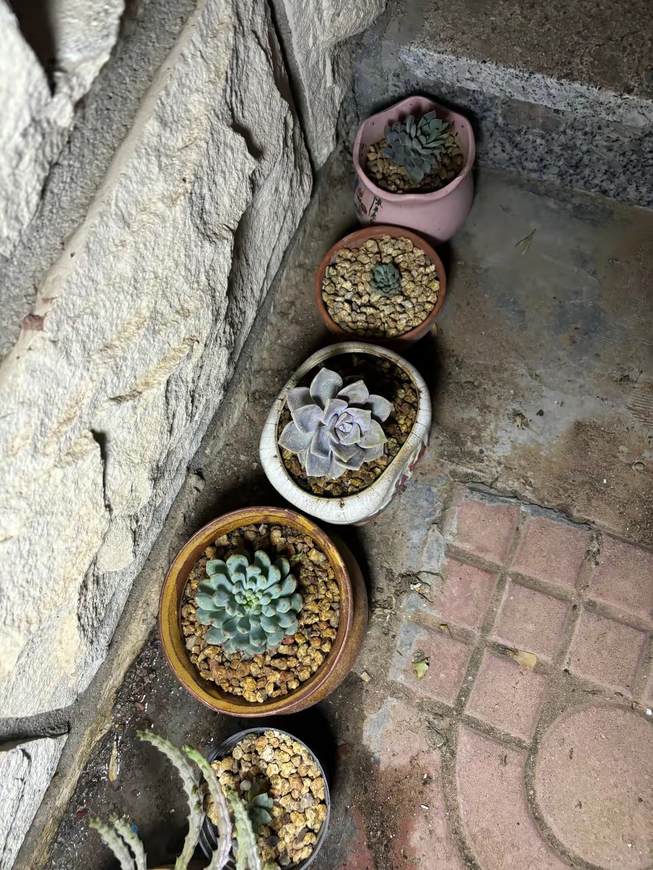 以前养多肉,各种营养土颗粒土铺面石什么的,跟祖宗一样精心伺候,可是