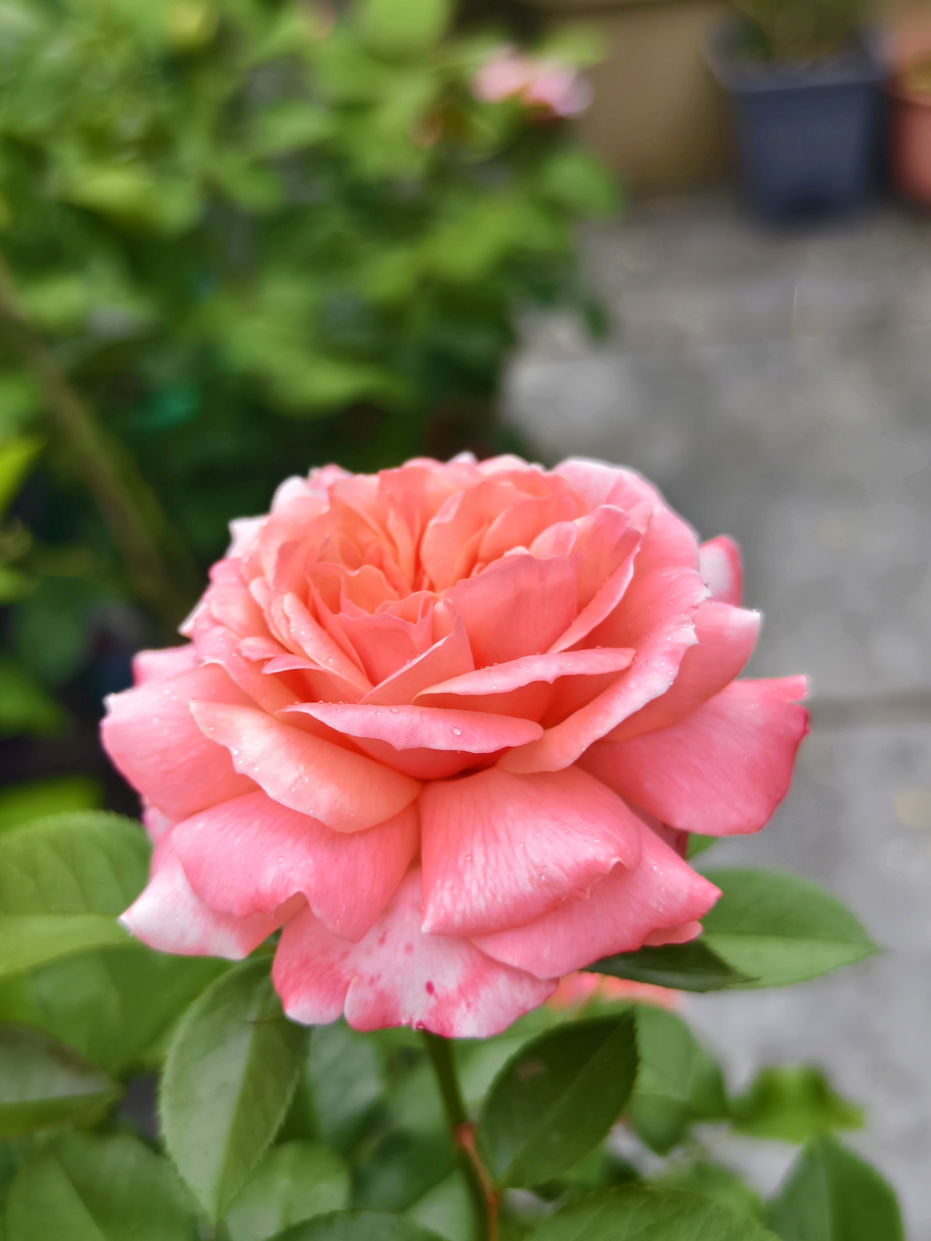 温柔美丽,丰花勤花抗病强的月季品种:波堤雪莉