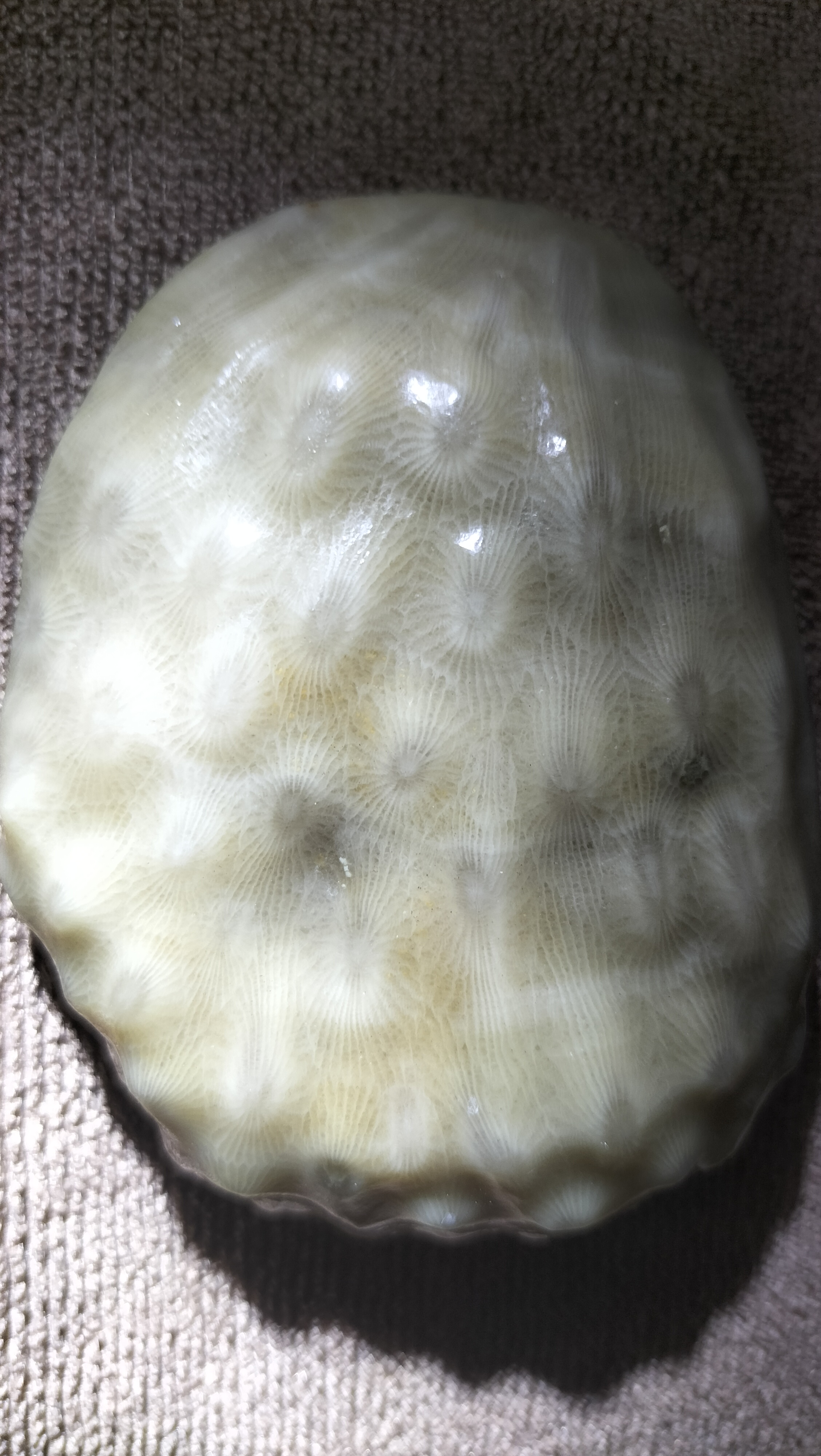 珊瑚玉化石,据说已有5.4亿年了