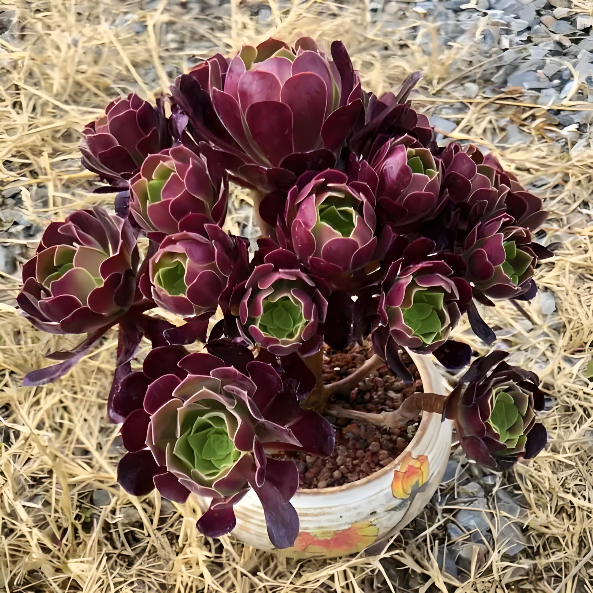 多肉法师紫羊绒的栽种技巧和日常养护