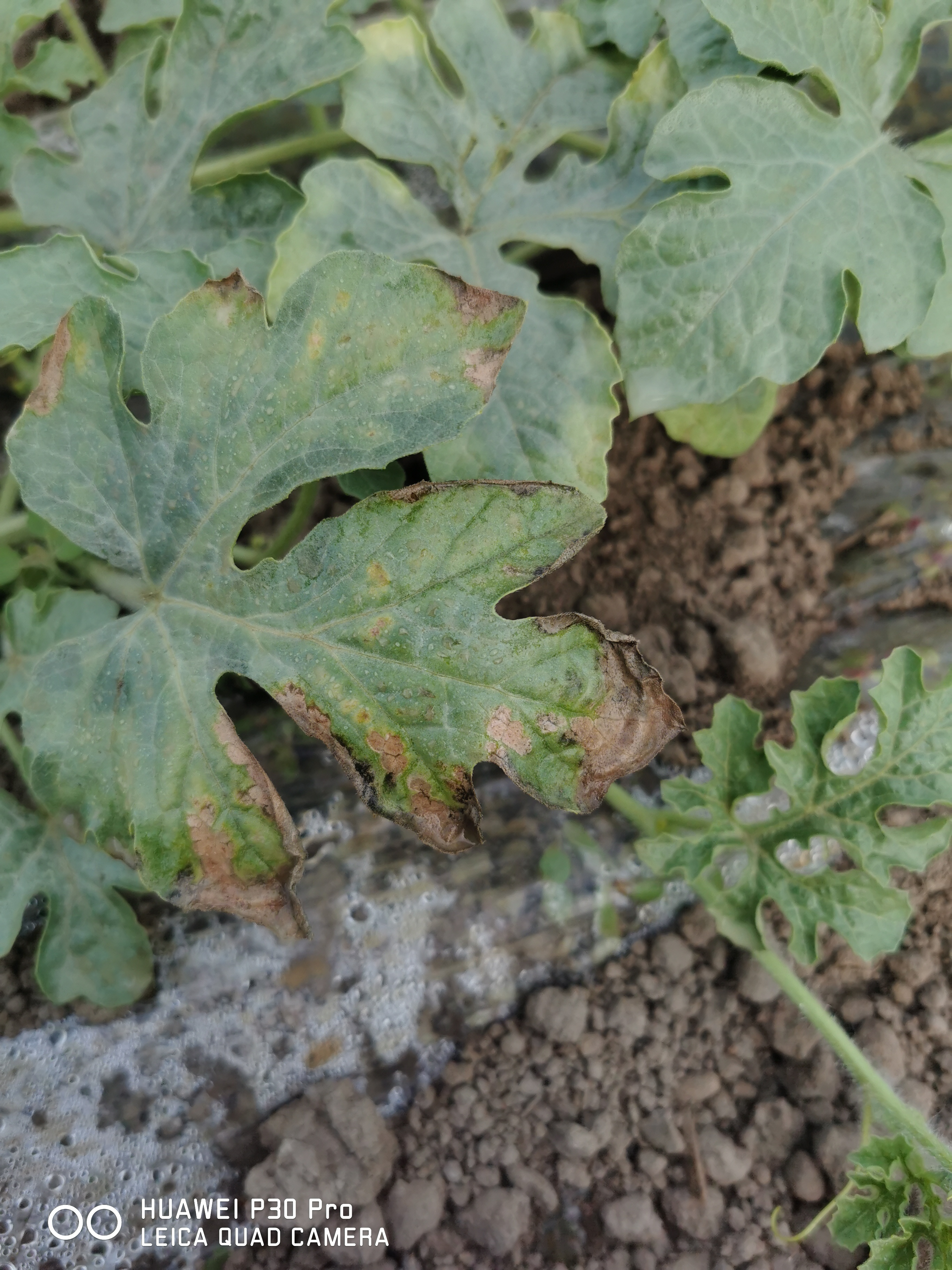 一开始西瓜叶片花片,现在又有几颗胡巴边子了.