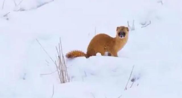 回顾:黄鼠狼"讨封"事件真实性如何?动物真能"成精"吗?