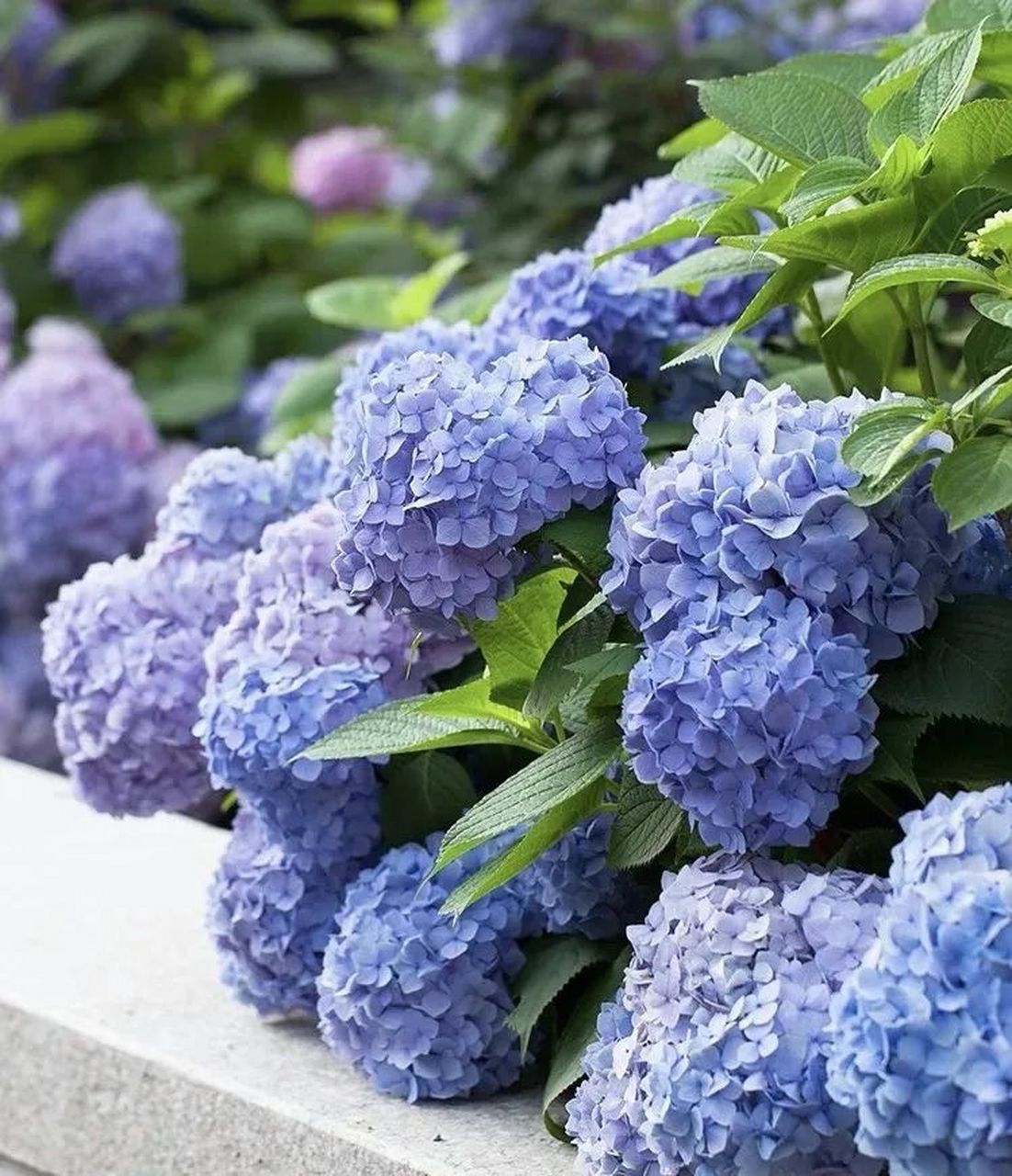 这六种花越晒花开得越多,非洲凤仙,蓝雪花.让你家秒变花海94.