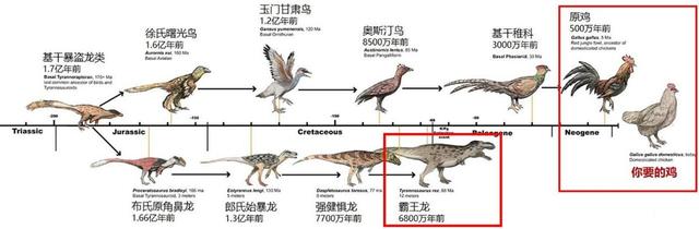 回顾:为什么母鸡不用受精却能天天下蛋?人类利用了鸡身上的bug