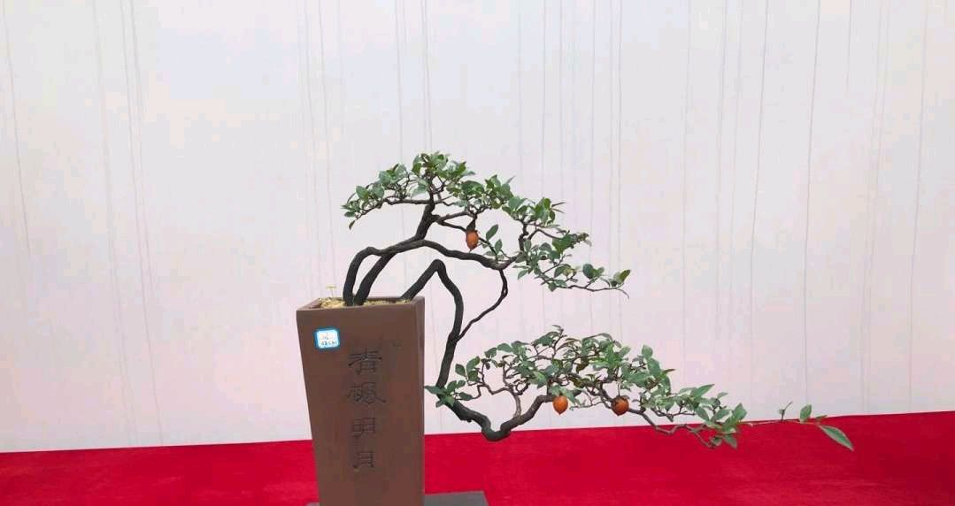 金弹子盆景样式及价格