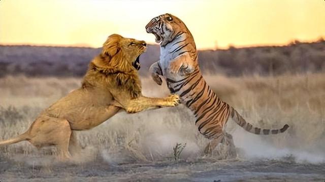 回顾:捕食者的晚年有多凄惨?为啥只有饿死的狮子,没饿死的老虎
