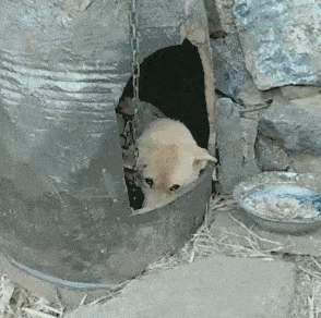 躲在狗窝里的狗狗说到这里,很多小伙伴可能会很好奇,为什么土狗知道