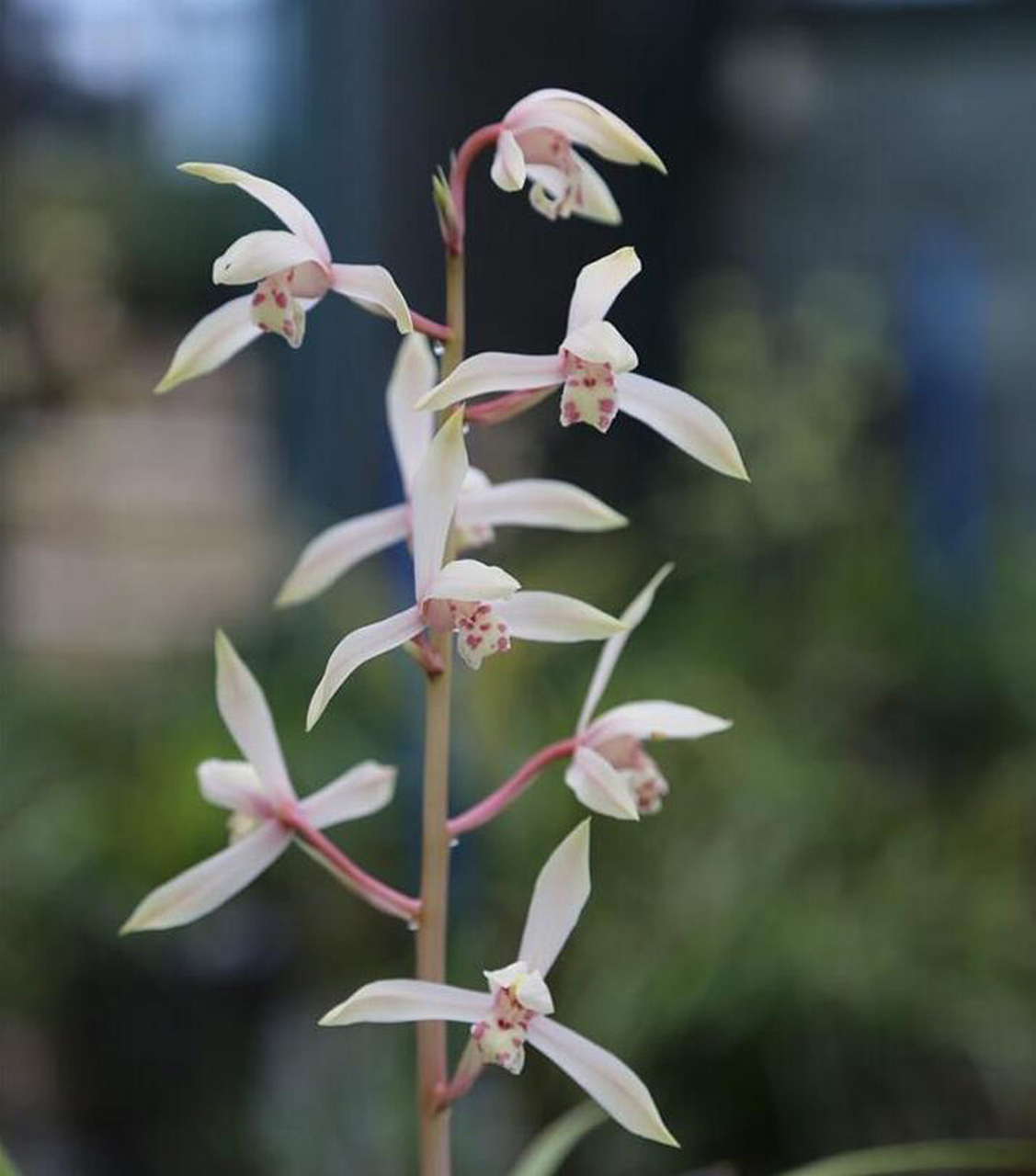 兰花春化是冬季低温下花芽发育过程,对春兰和蕙兰等品种至关重要.