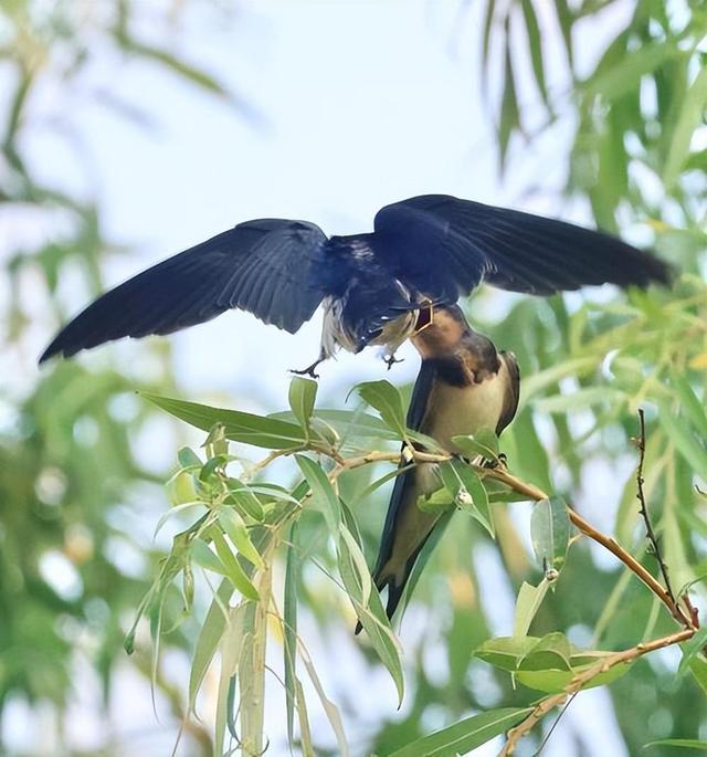 回顾:啥都敢吃的中国人为何唯独不吃这五种动物?是真的不能吃?