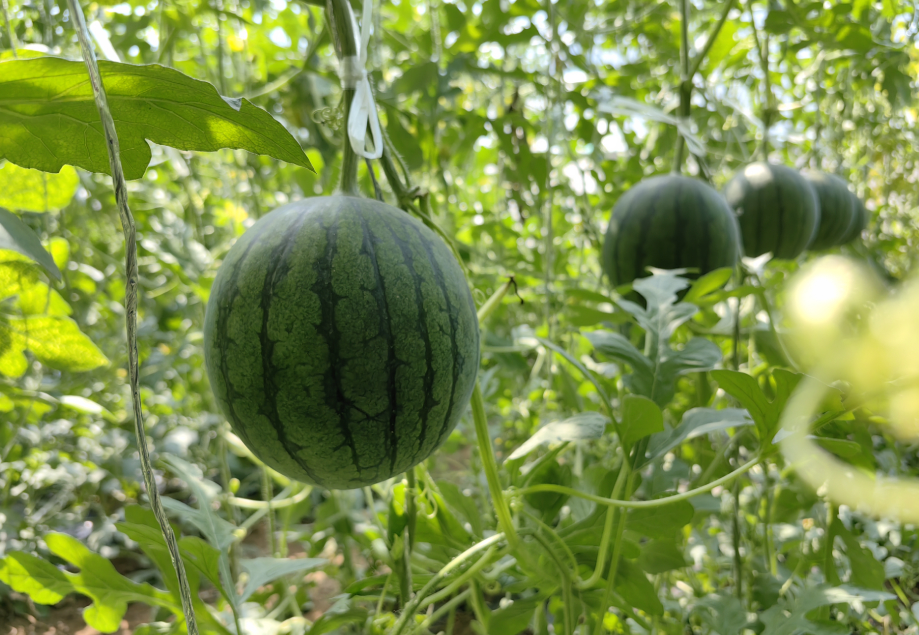 北京自育的"炫彩"小西瓜新品种已在京郊9个区试种,预计产量达900吨,比