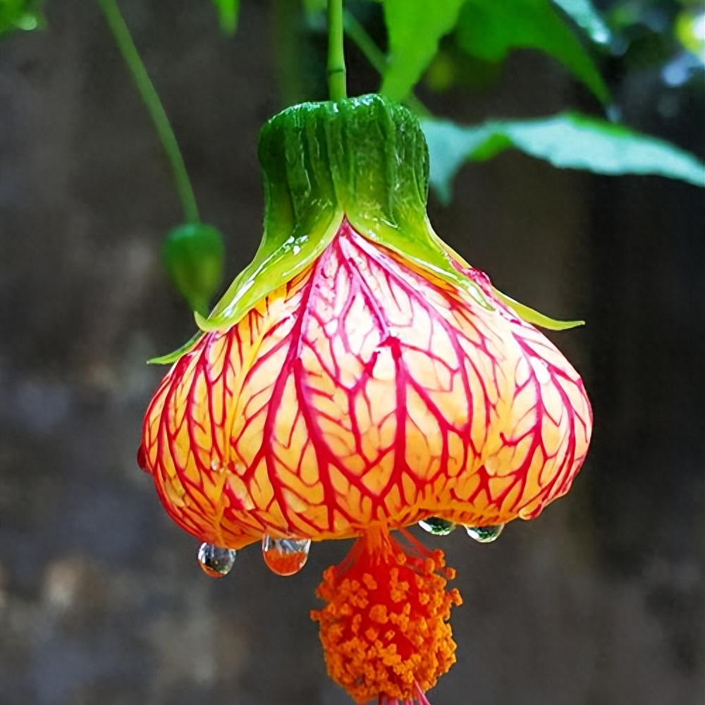 金铃花:室内种植的考量与魅力植物搭档