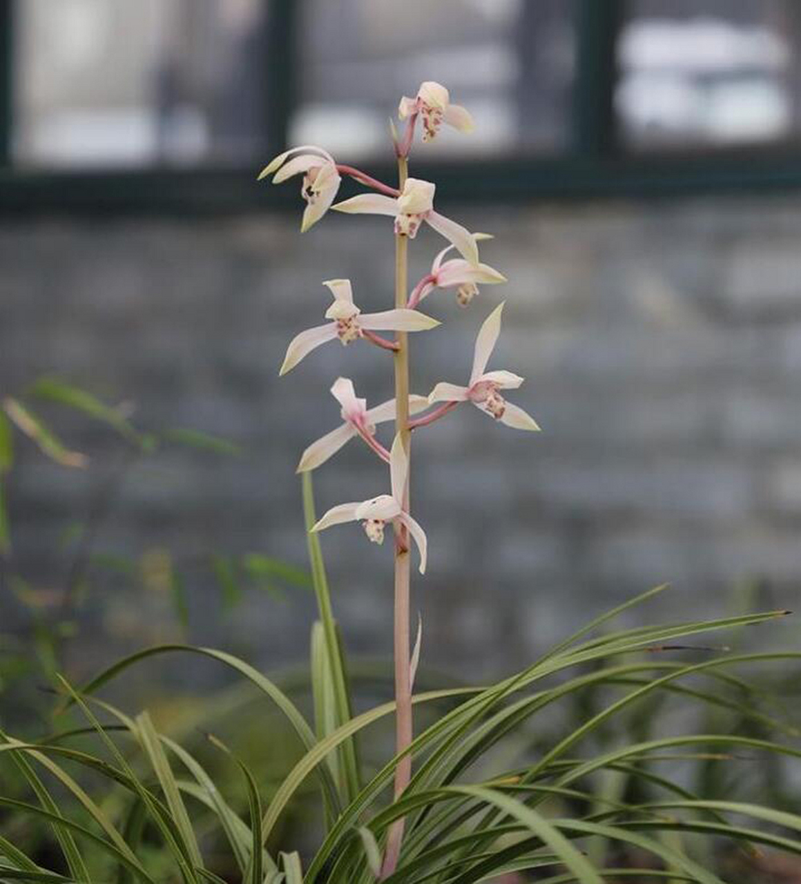 兰花春化是冬季低温下花芽发育过程,对春兰和蕙兰等品种至关重要.