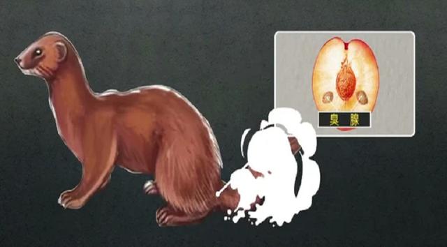 回顾:黄鼠狼"讨封"事件真实性如何?动物真能"成精"吗?