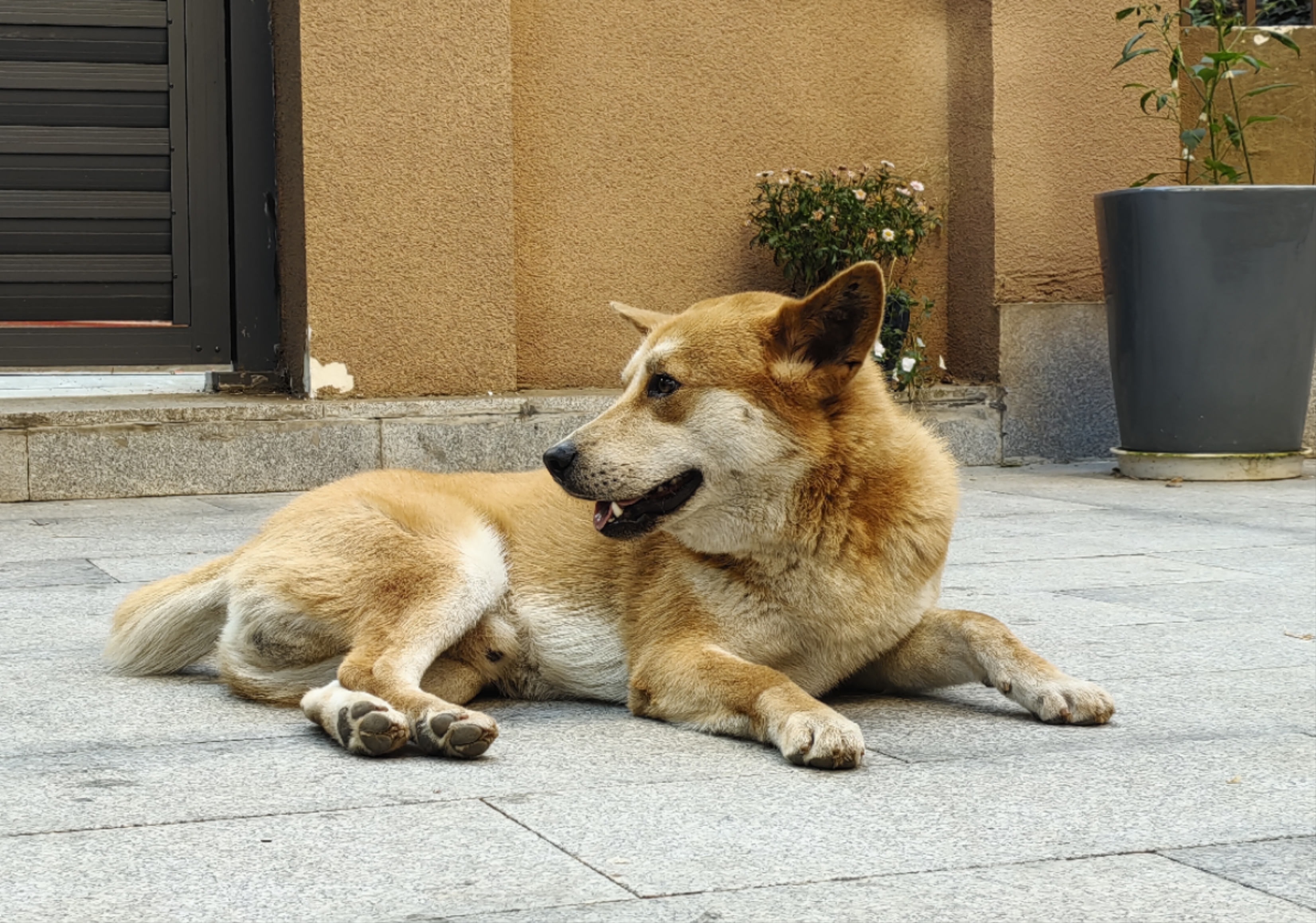 血统最纯极品中华田园犬