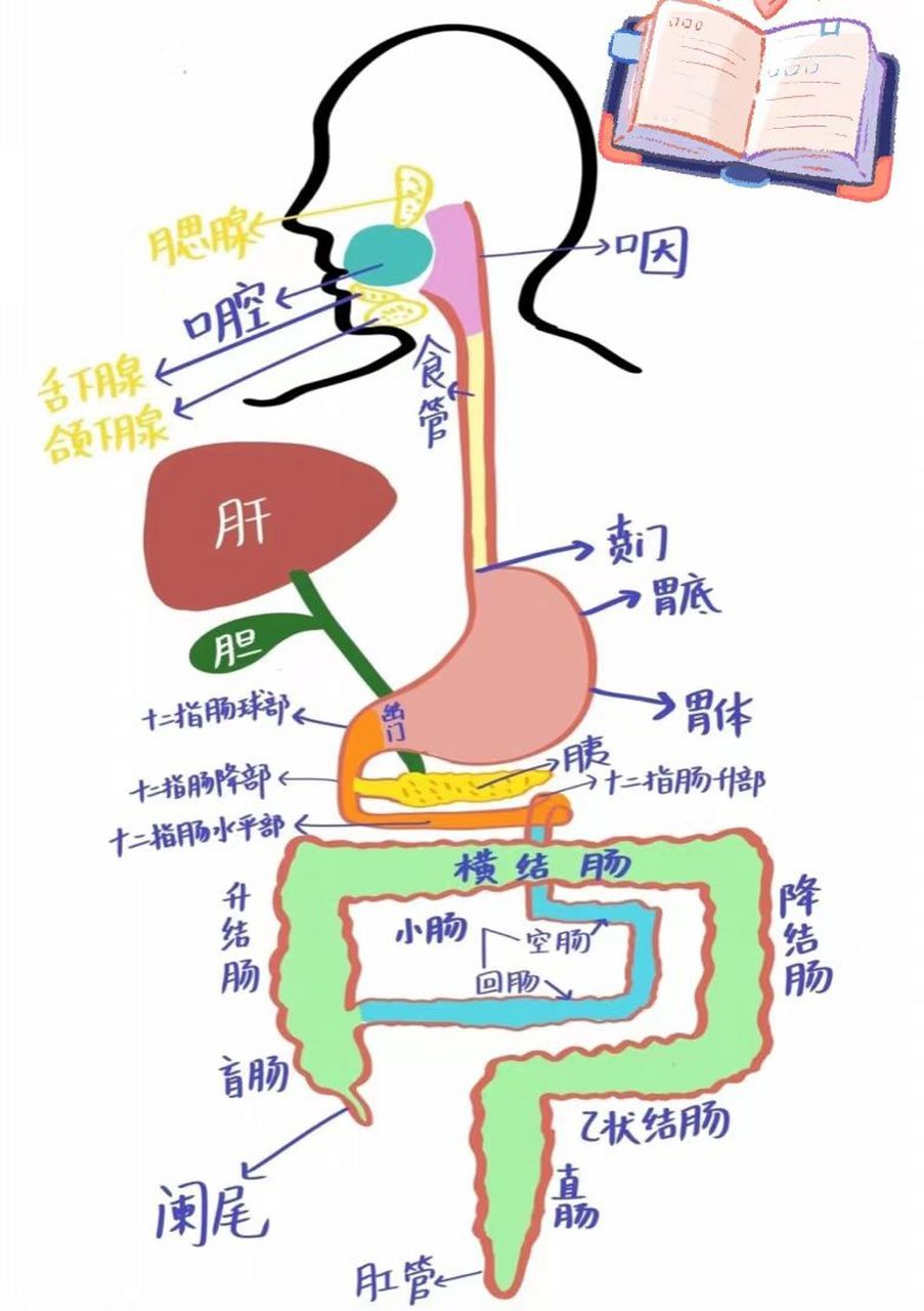 消化系统图简图图片