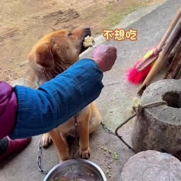 狗子无奈地说:"奶奶,我真的吃不下了,我不想吃了