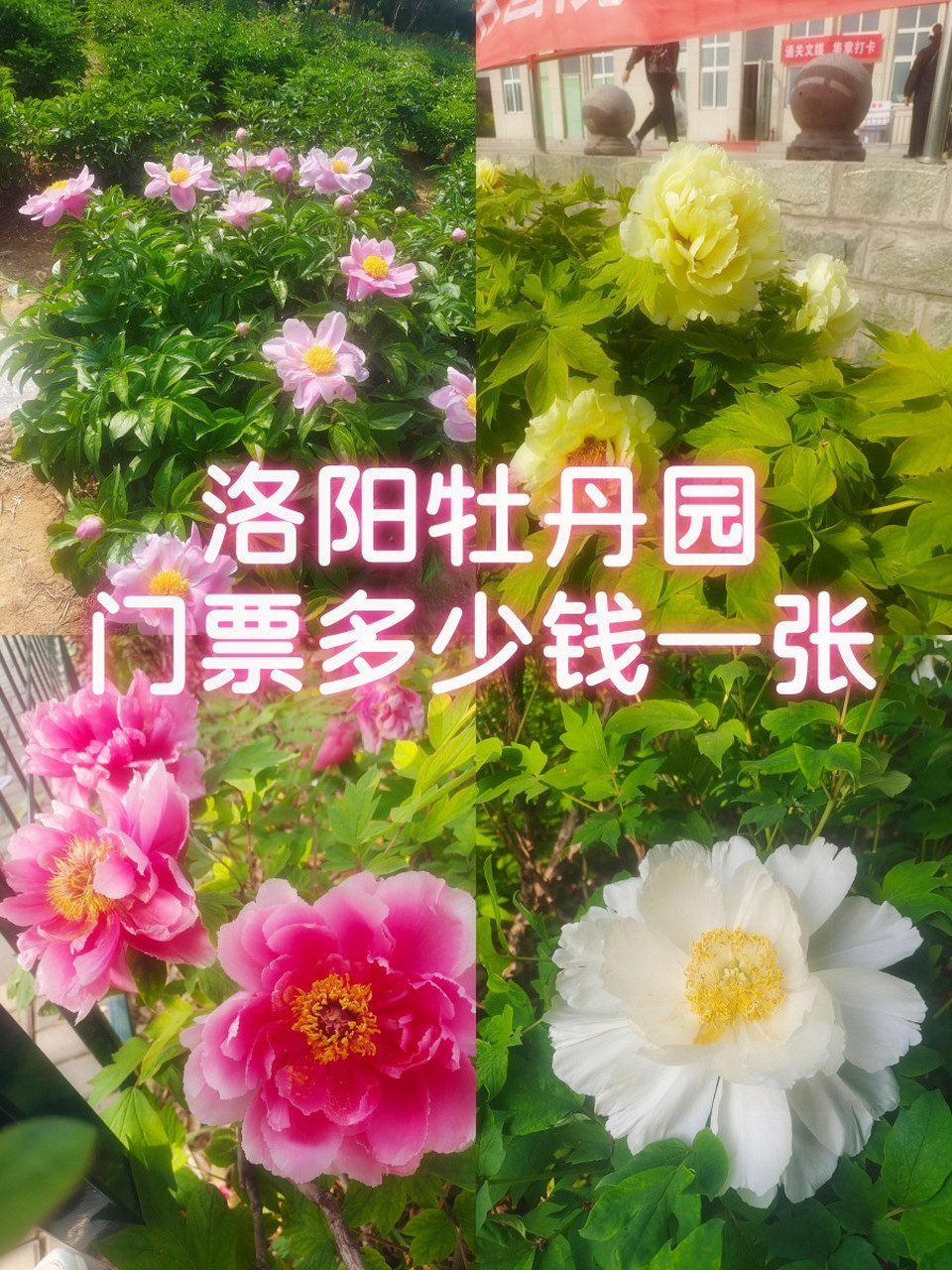 洛阳牡丹园门票价格到底是多少?
