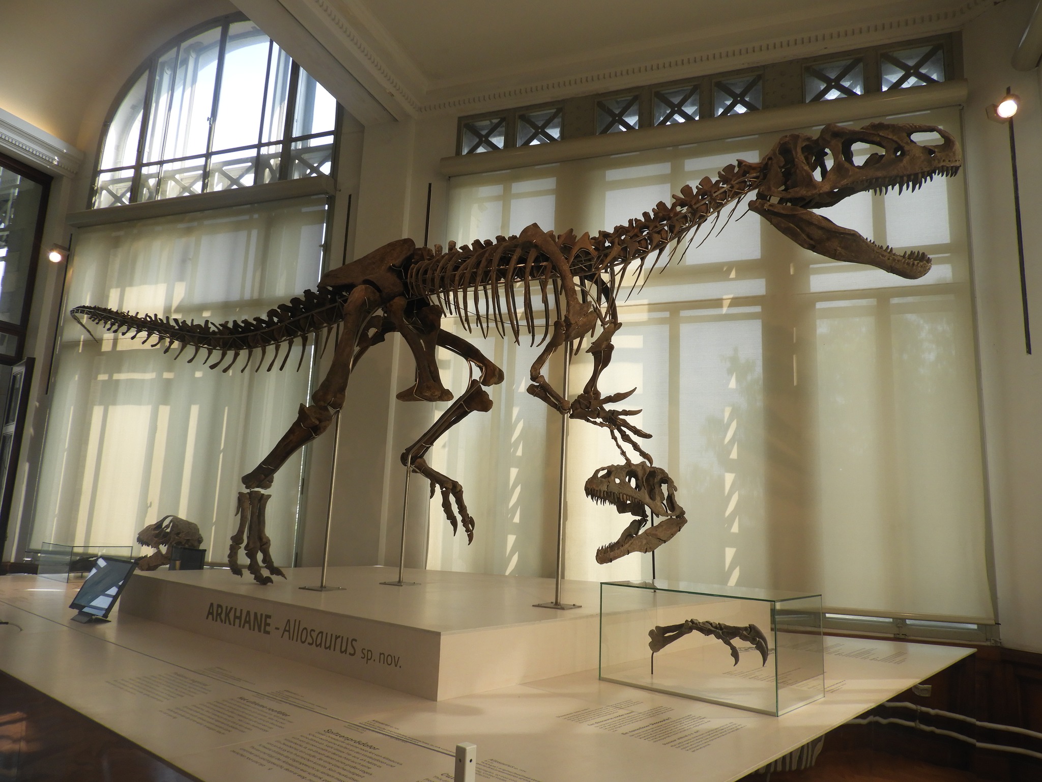 比利时布鲁塞尔皇家自然科学研究所珍藏的异特龙骨架,宛如一位沉睡的