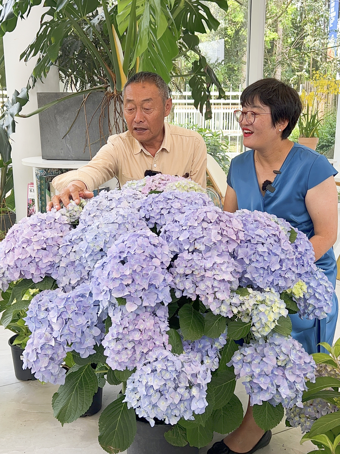 国内知名育种家用24年培育绣球超100种