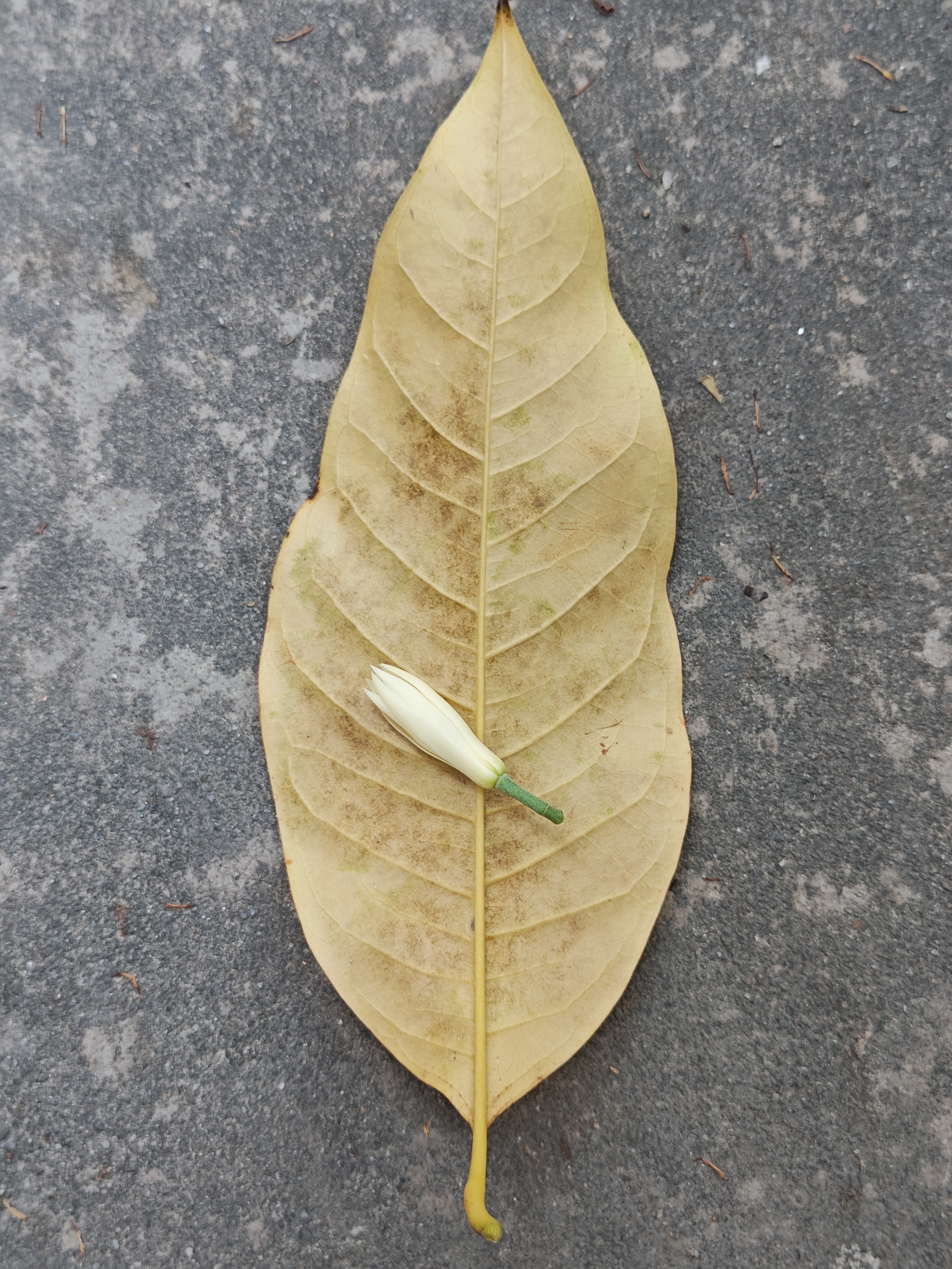 早晨今天白兰花很多随手可摘但是都小广州中国人为何如此疲惫