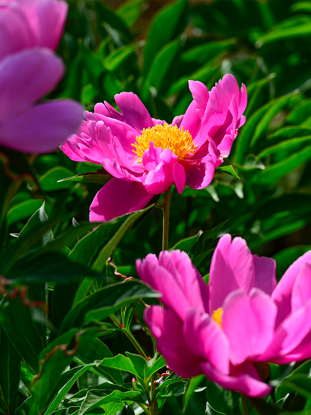 昌平芍药花海 1