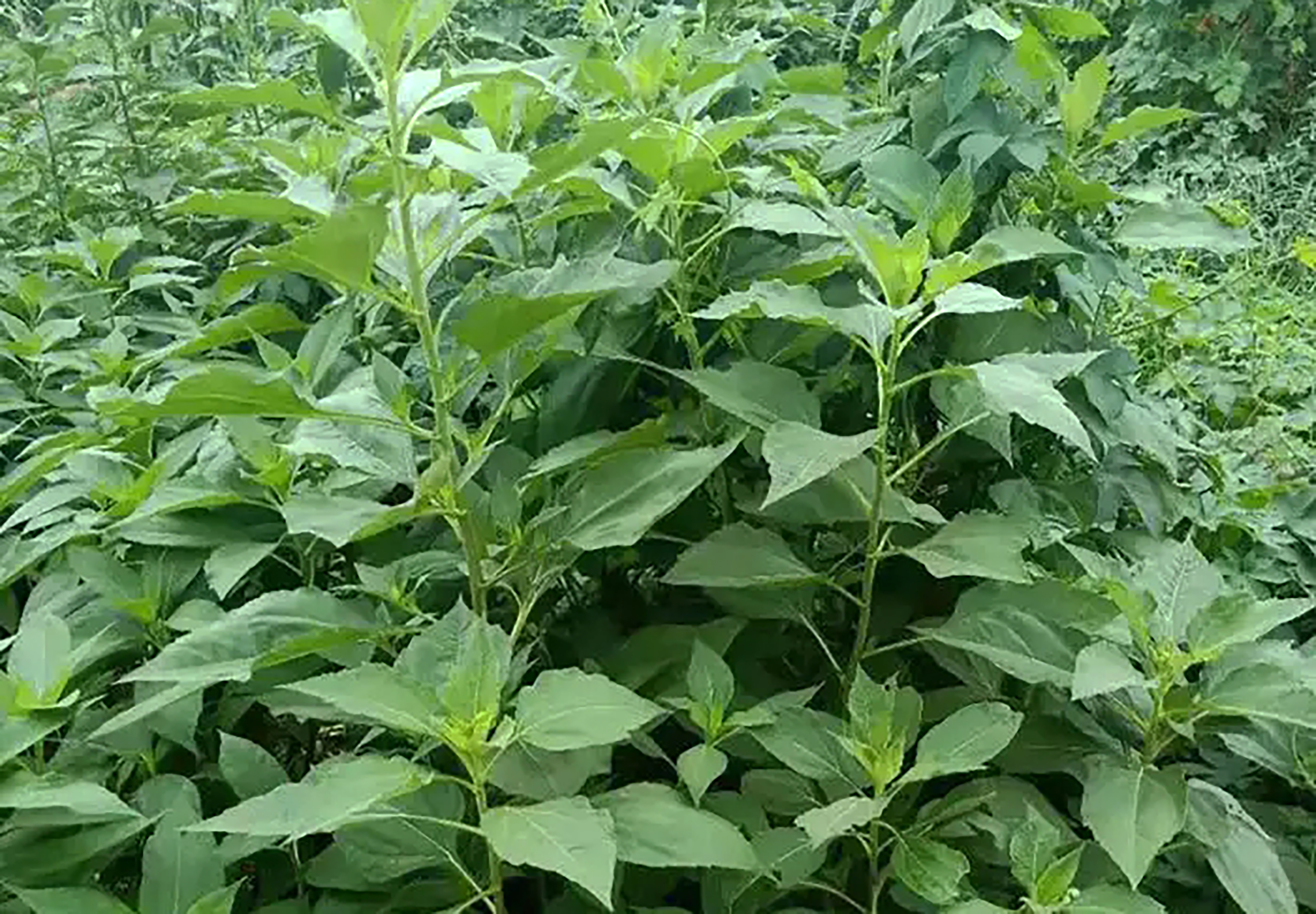 野生洋姜,荒野的精灵,自然的馈赠