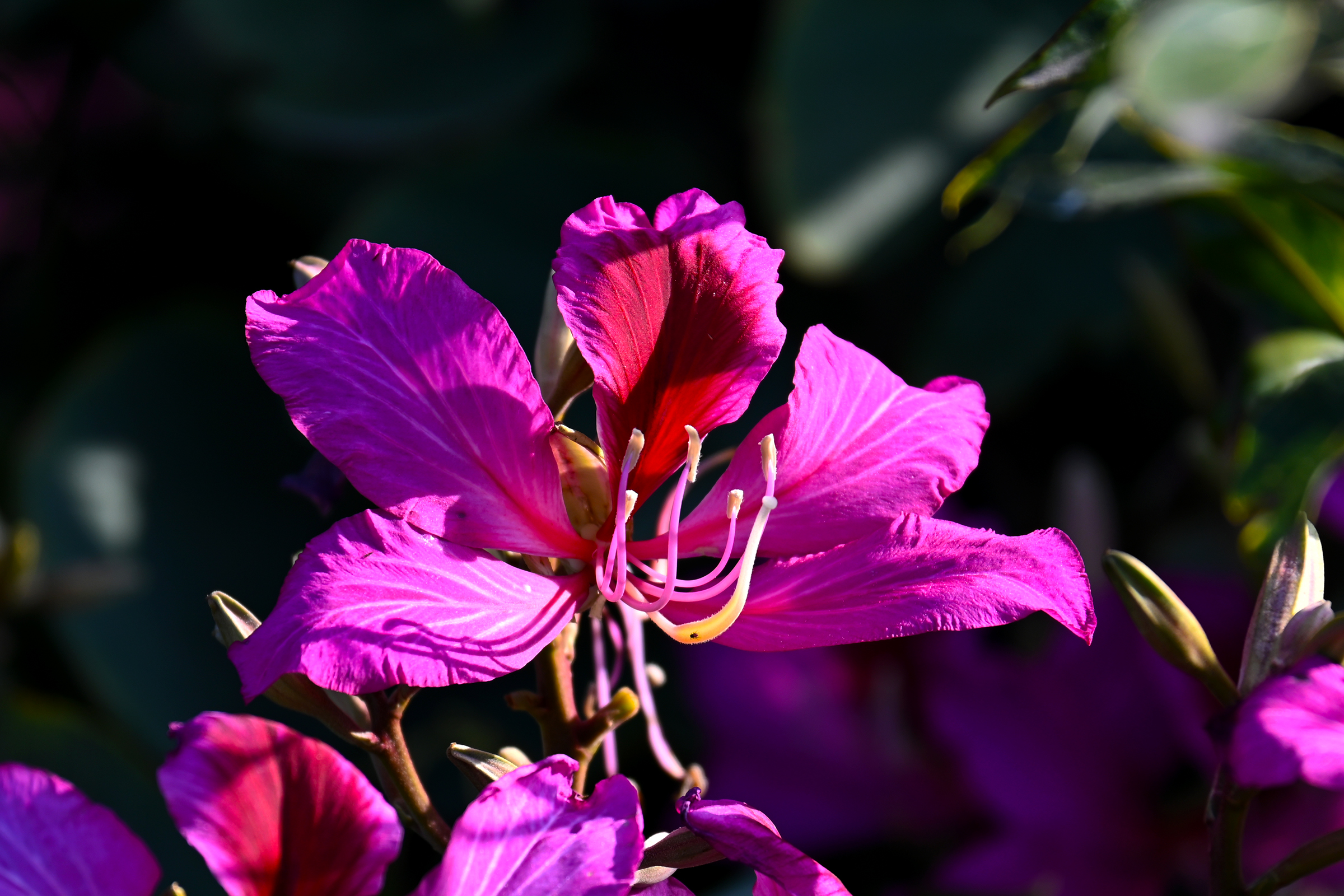 随手拍的几张红花羊蹄甲