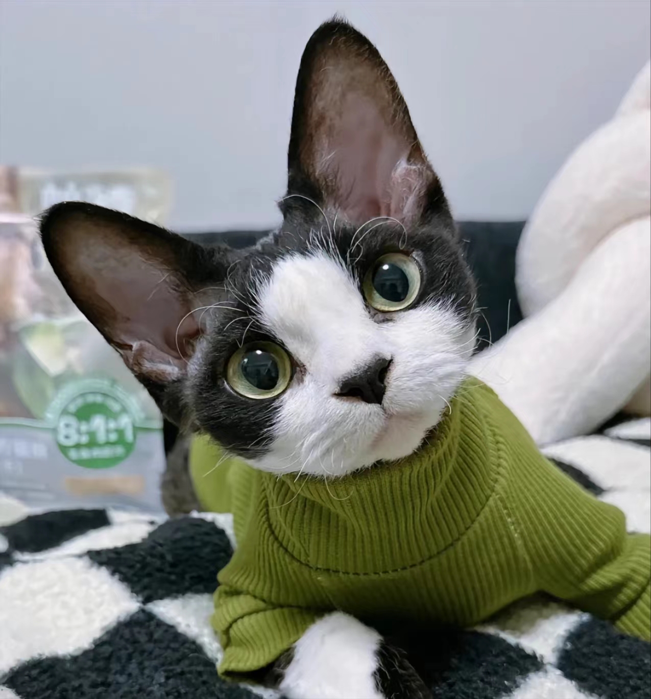 猫咪的道歉方式你都知道吗?