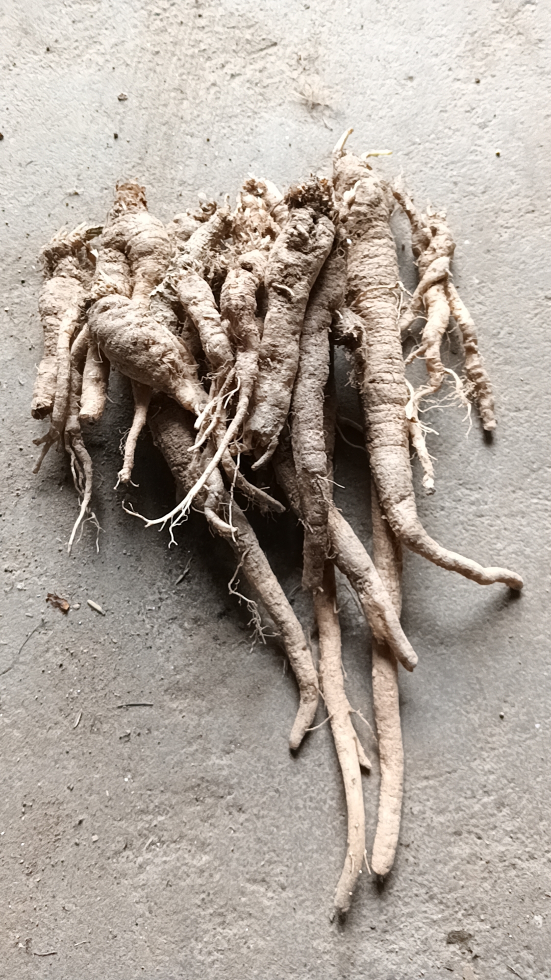 图片茄子根云南大理植物节节生根图片矮康尖根图片野饭豆根红凤菜根茎