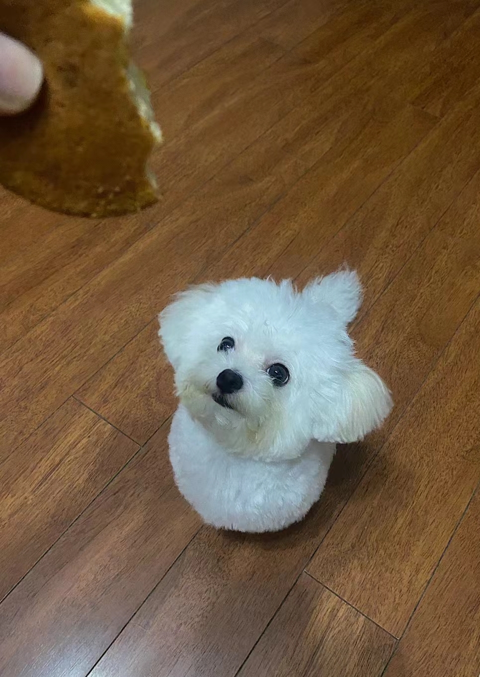 看看小比熊长大后的样子吧