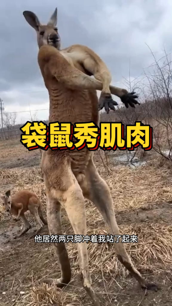 袋鼠秀肌肉,好强壮呀