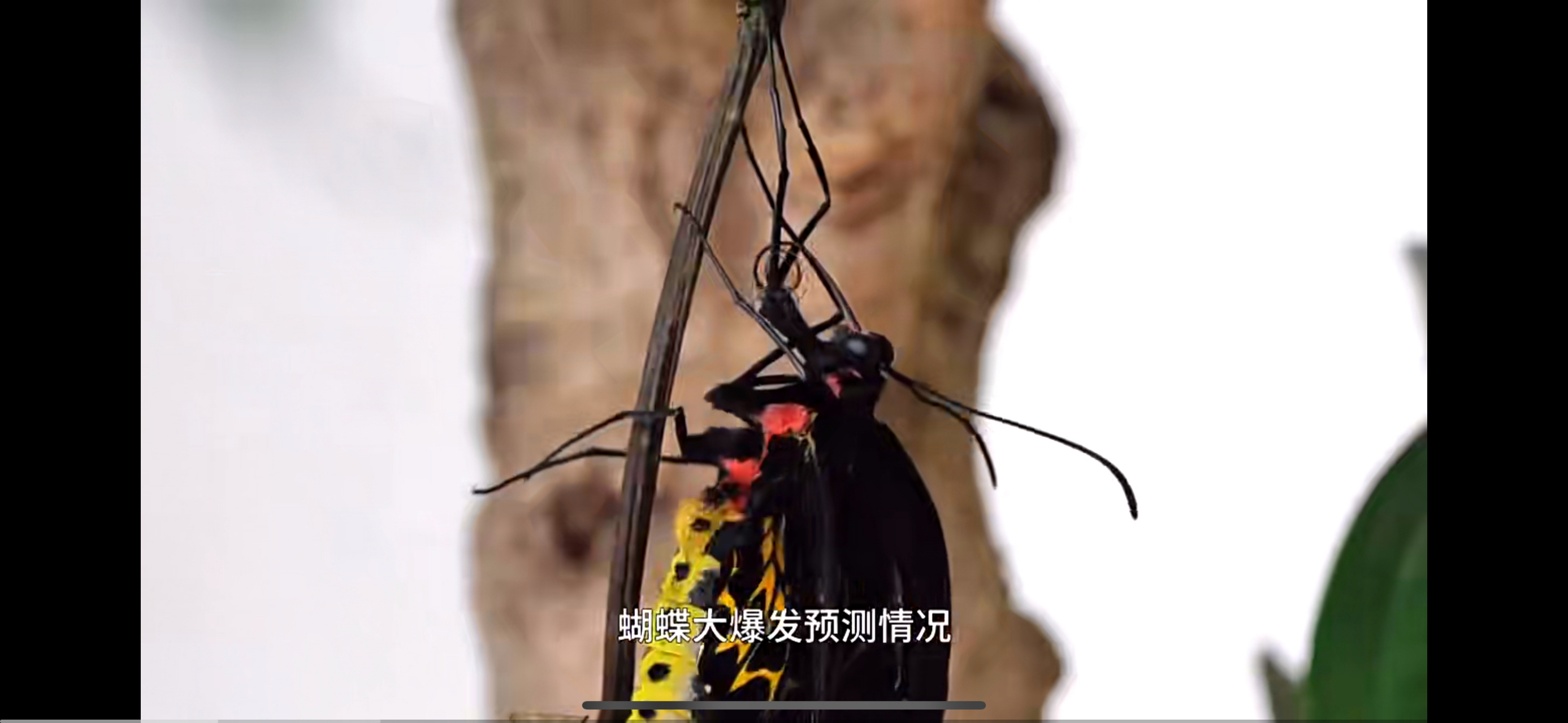 云南蝴蝶大爆发将迎来最佳观赏期 位于云南省红河哈尼族彝族自治州