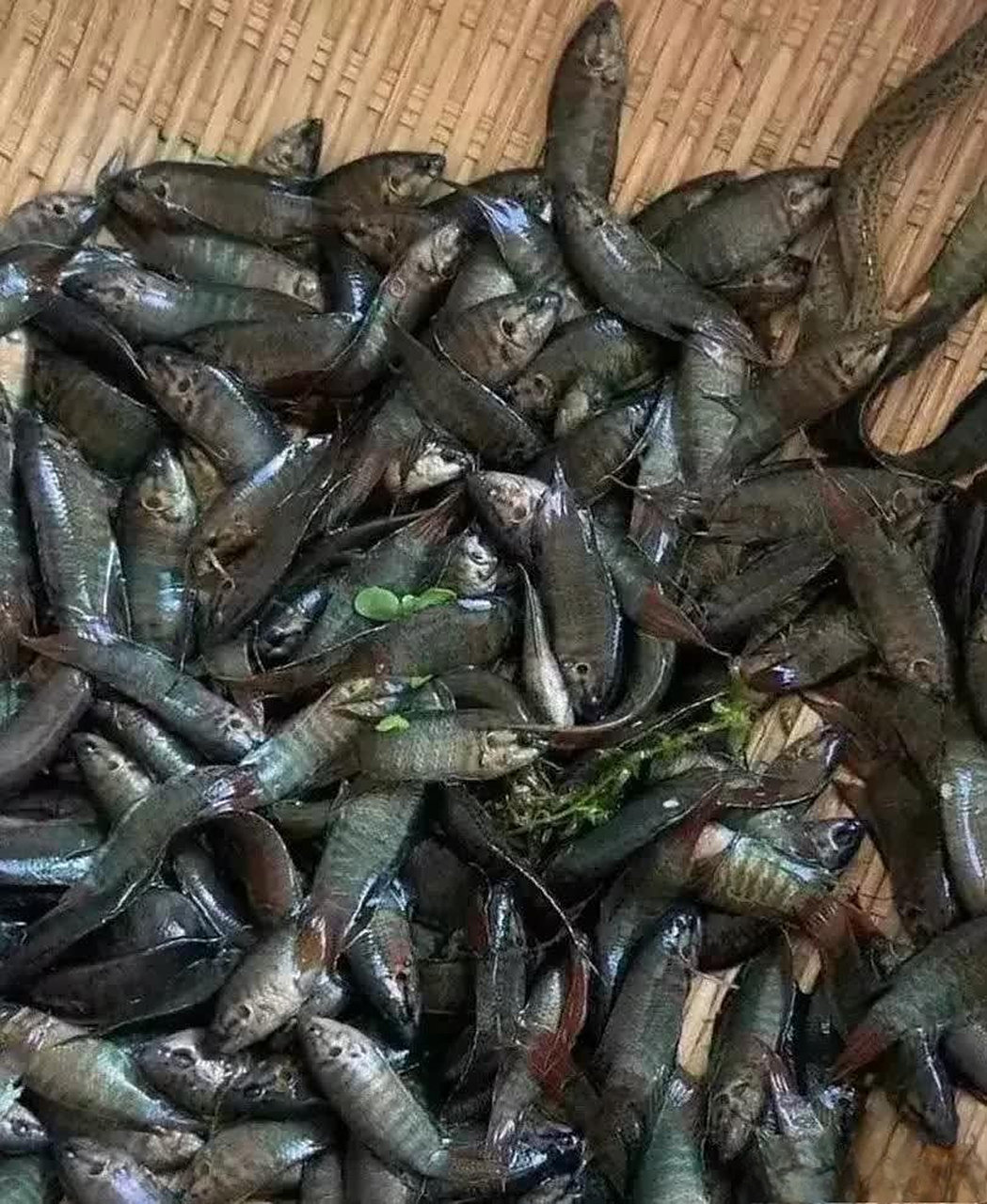 以前这种鱼在家乡很常见,现在难觅仙踪,我们乡下叫它"彭皮婆",你们那