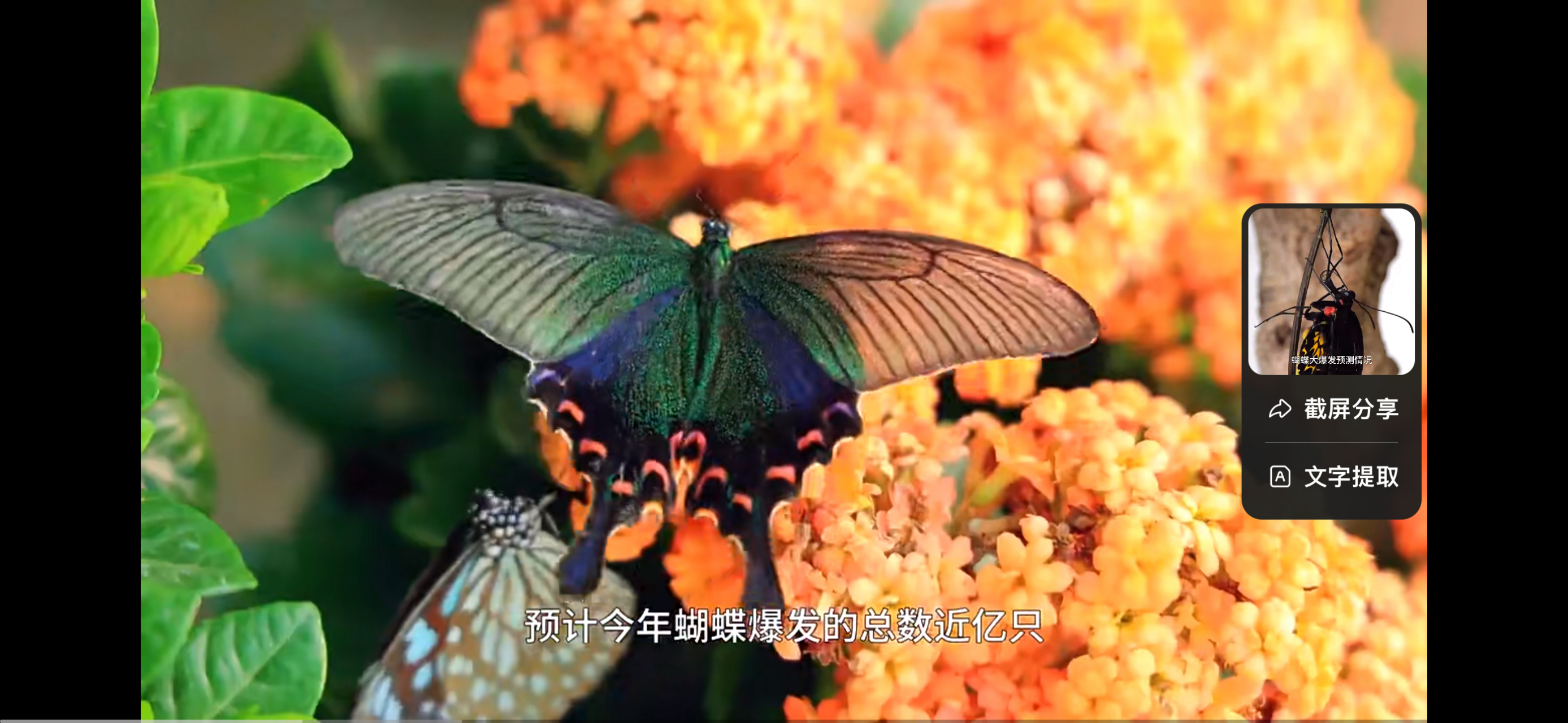 云南蝴蝶大爆发将迎来最佳观赏期 位于云南省红河哈尼族彝族自治州