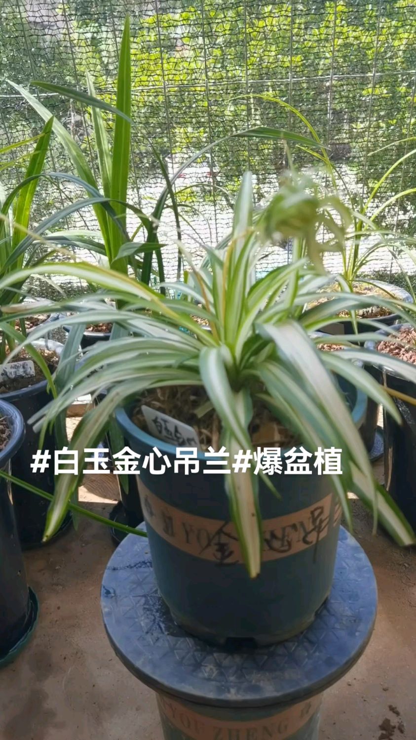 阳台兰花#白玉金心吊兰
