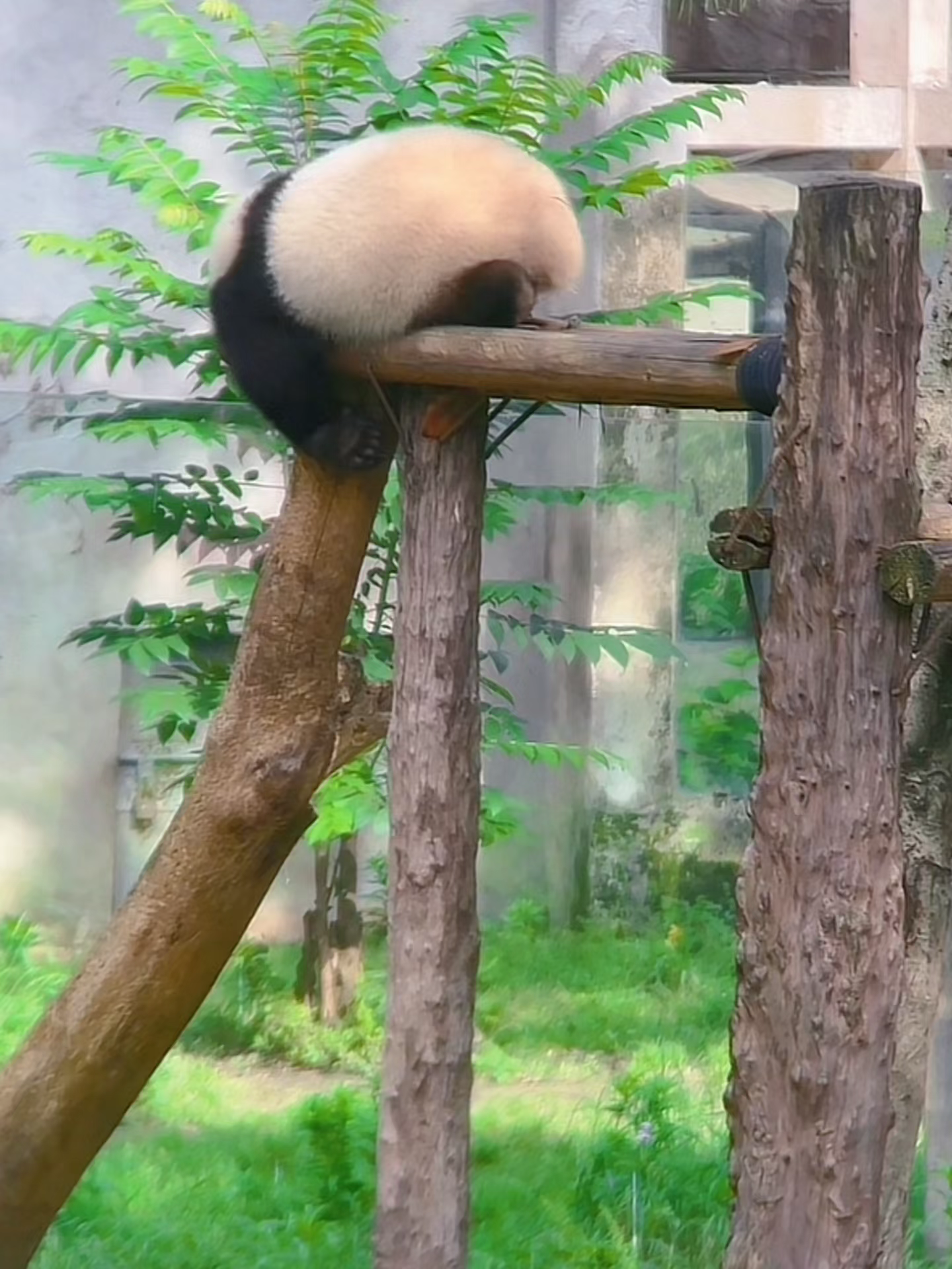 火山哥:"今天不是那么很想营业,只想趴着!