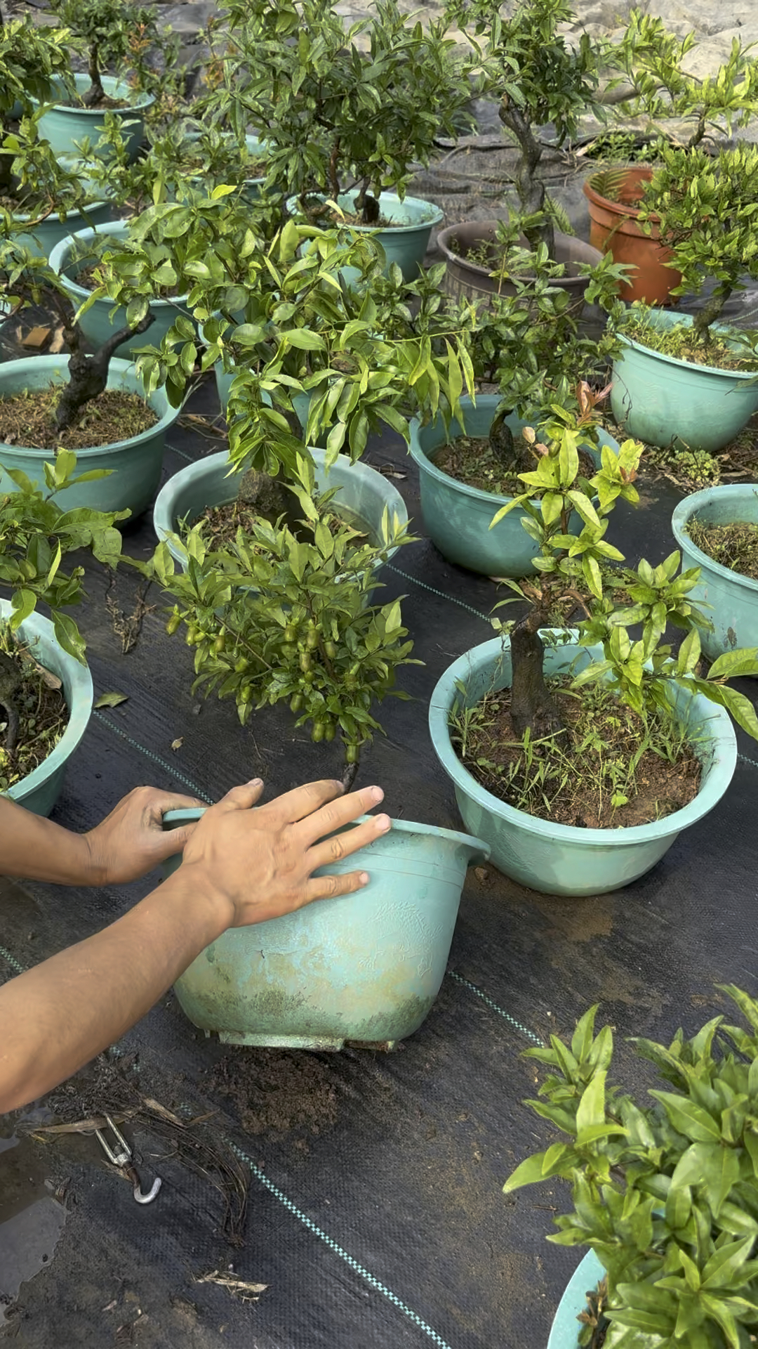 果子这么多的金弹子血钻老桩