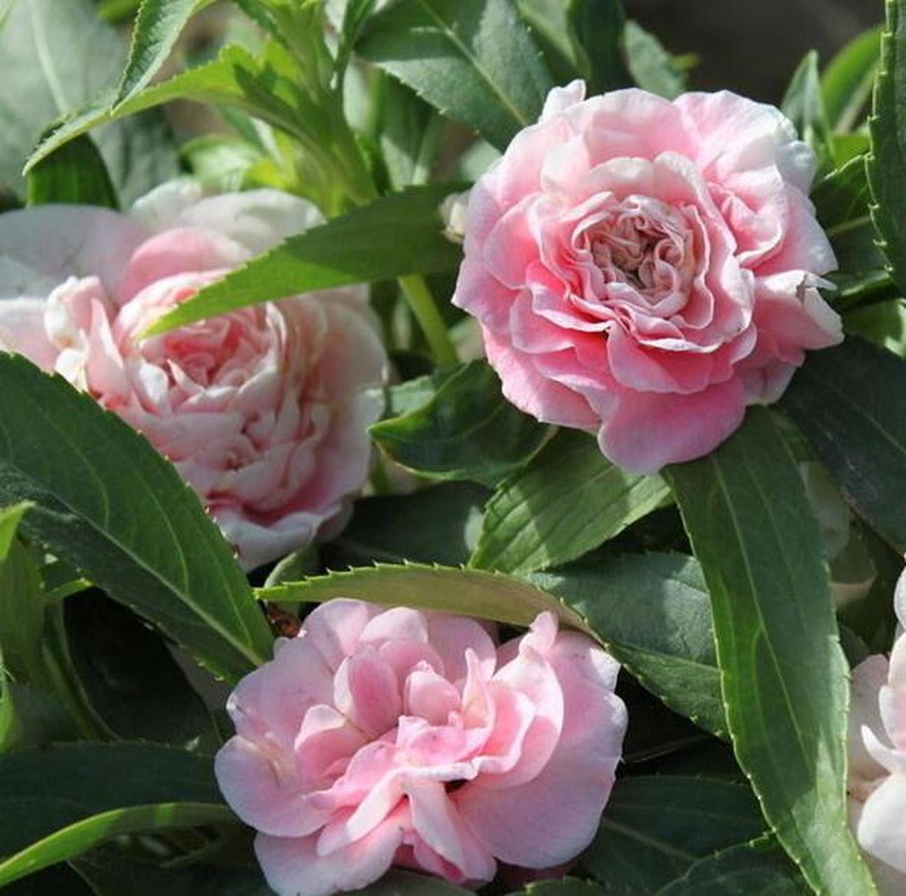 93  大家好呀~99今天我要来种草一款超级美丽的植物——茶花凤仙!