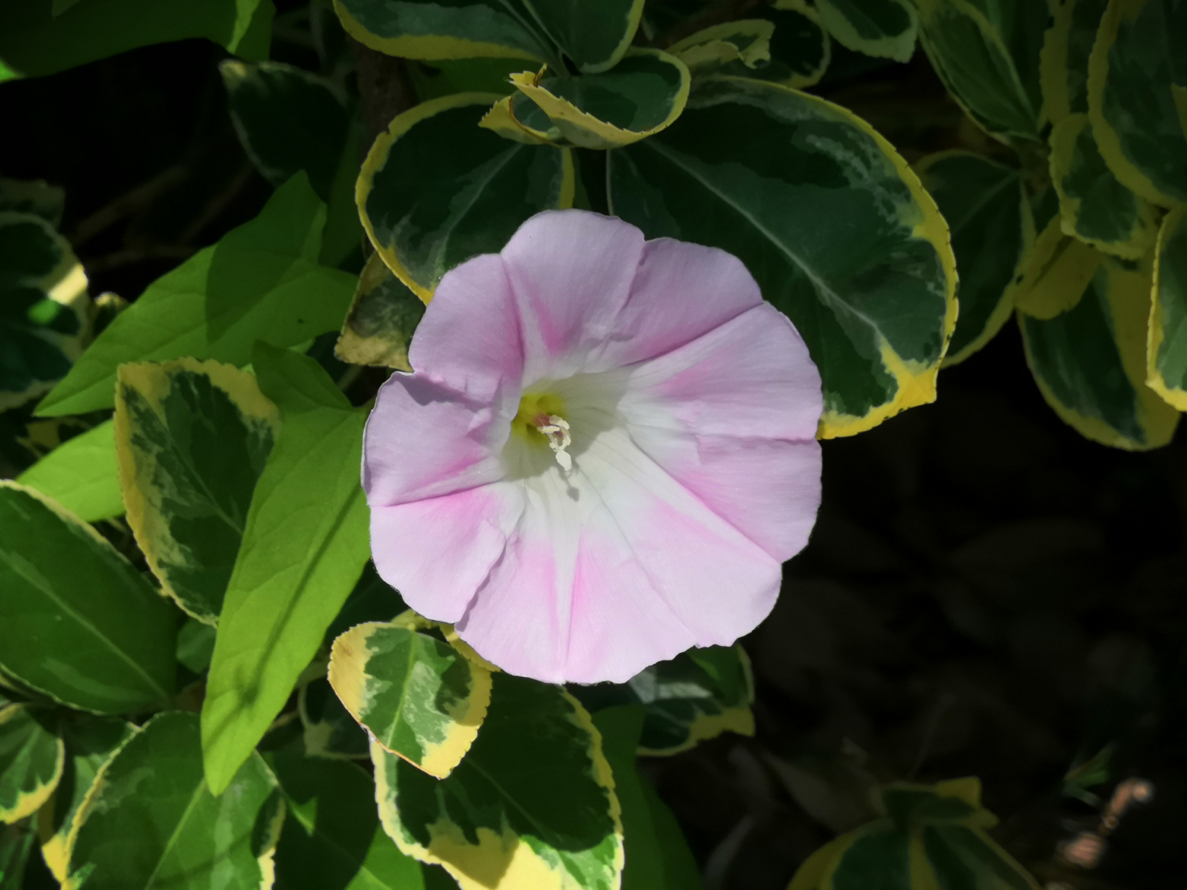 这个小花叫喇叭花,也叫牵牛花,还叫午时花,也是一种时钟花,到了正午