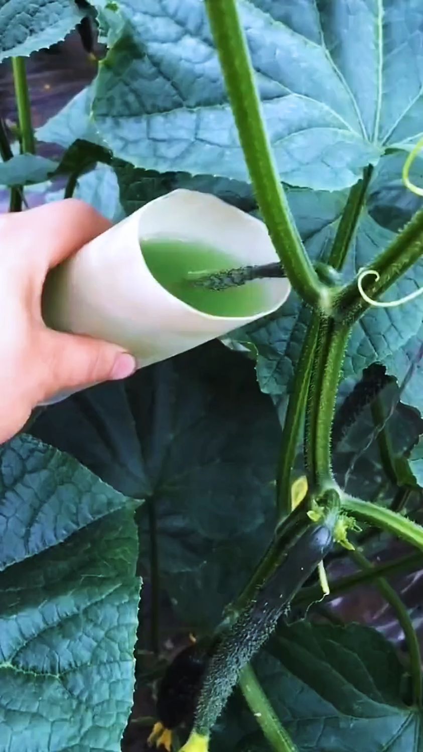 黄瓜蘸上苦瓜汁,防虫防鸟还防偷!