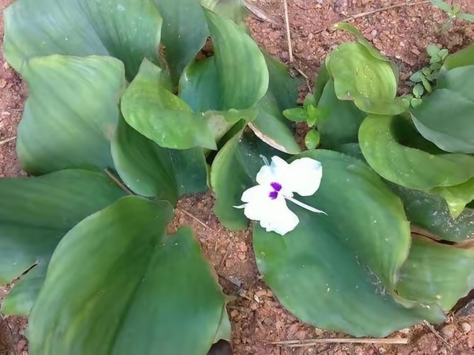 调料十三香的原植物有哪些