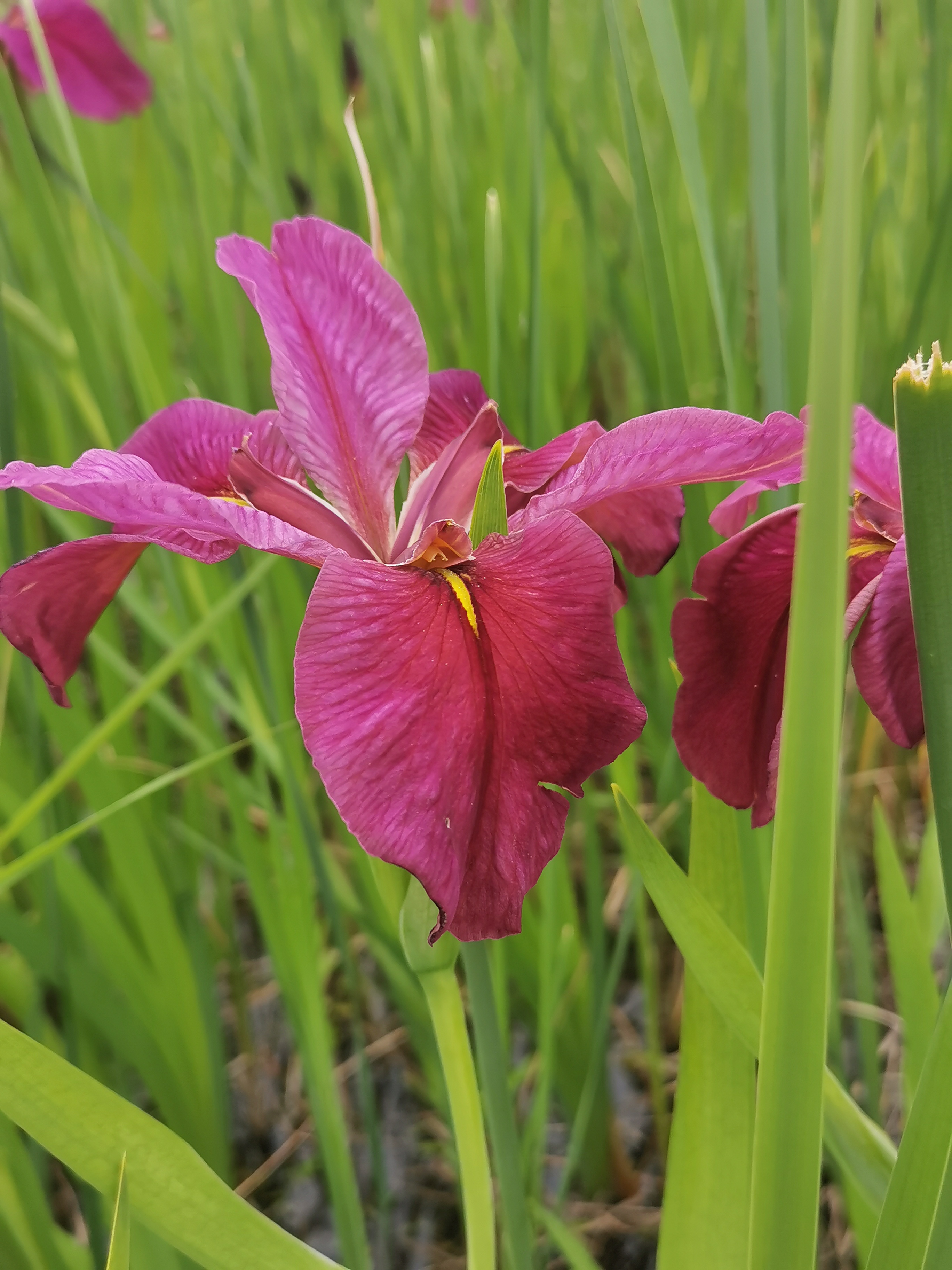 烈焰红唇鸢尾花 鸢尾花的花瓣很有特色,三片朝上,三片下垂,错落有致