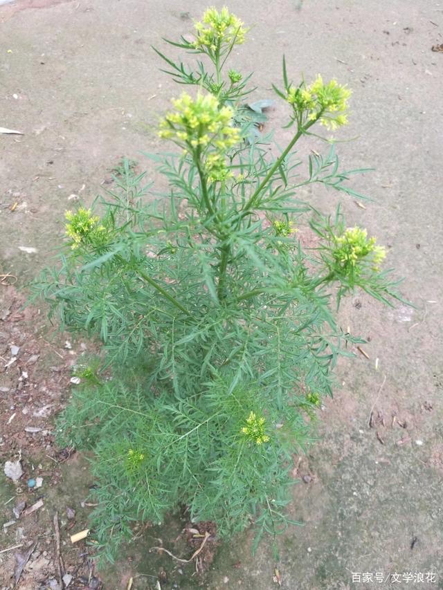 清热除湿