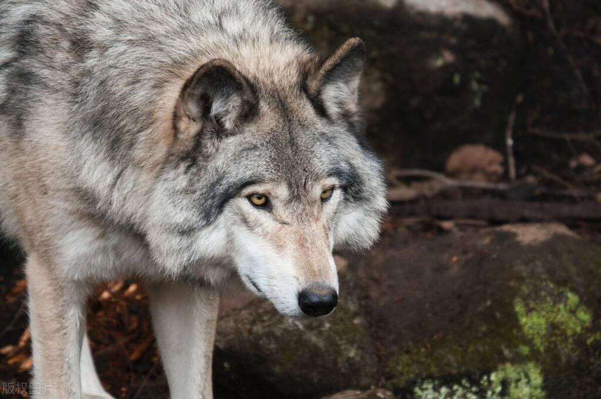 狼王惊魂:牧民几十年没有猎枪了,哪来的打狼霹雳火?|轶事