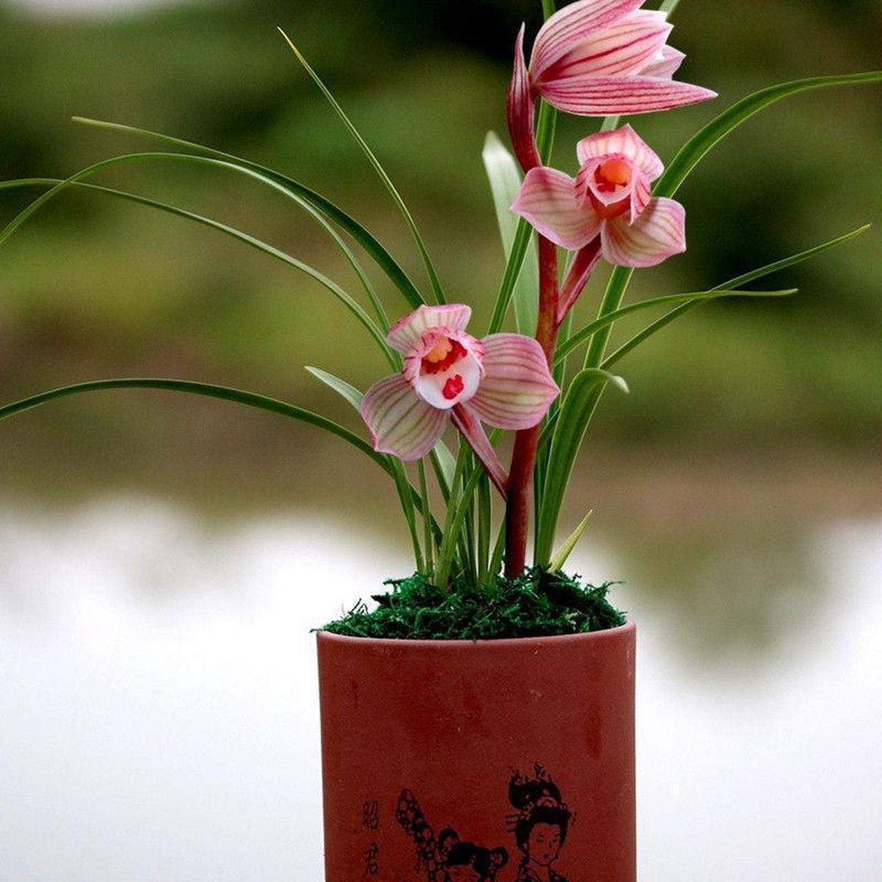 东方红荷兰花,花色娇艳,花型娇小高贵.